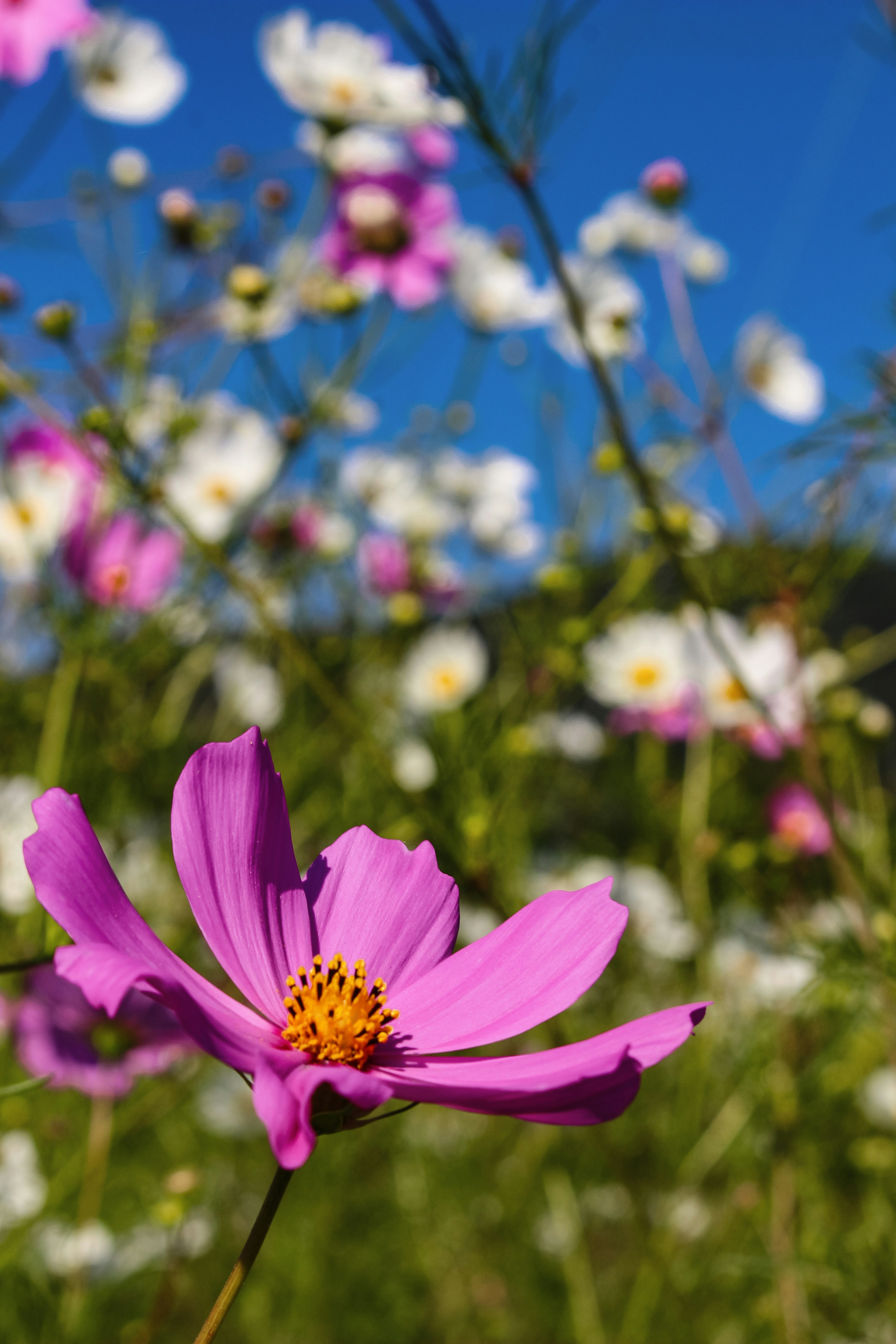 Photo by proudlyswazi_free