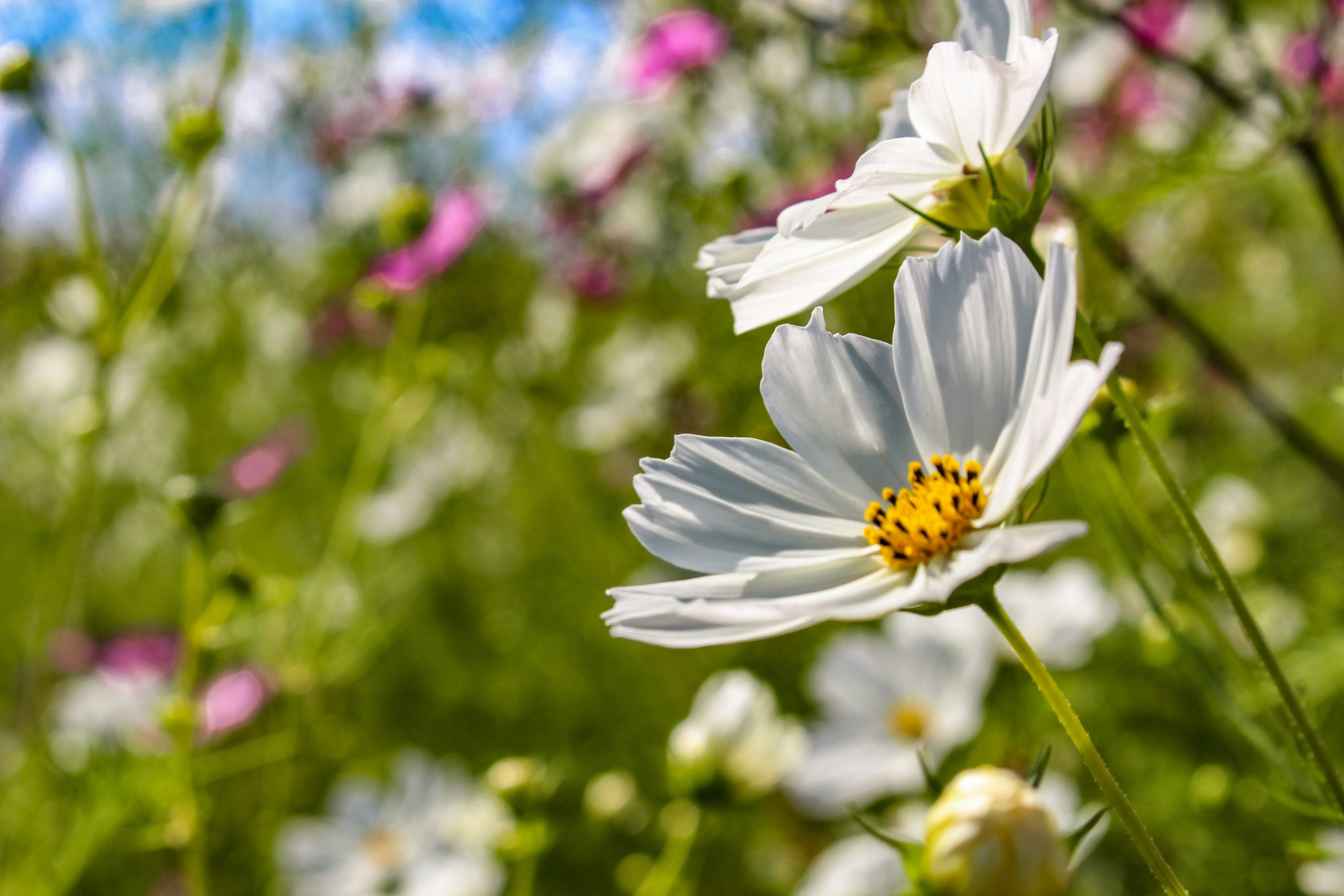 Photo by proudlyswazi_free