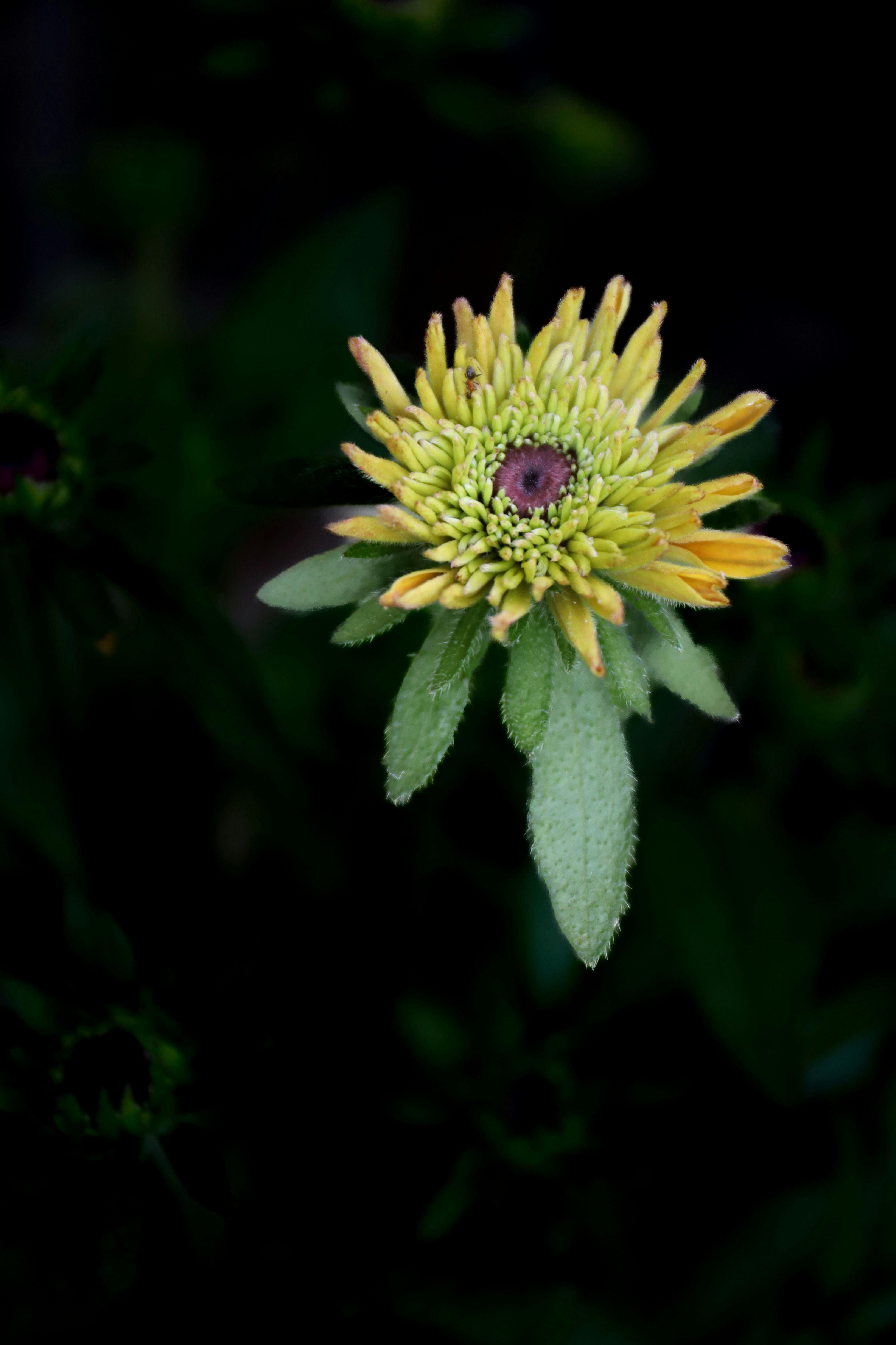 A yellow flower blooms in the dark.