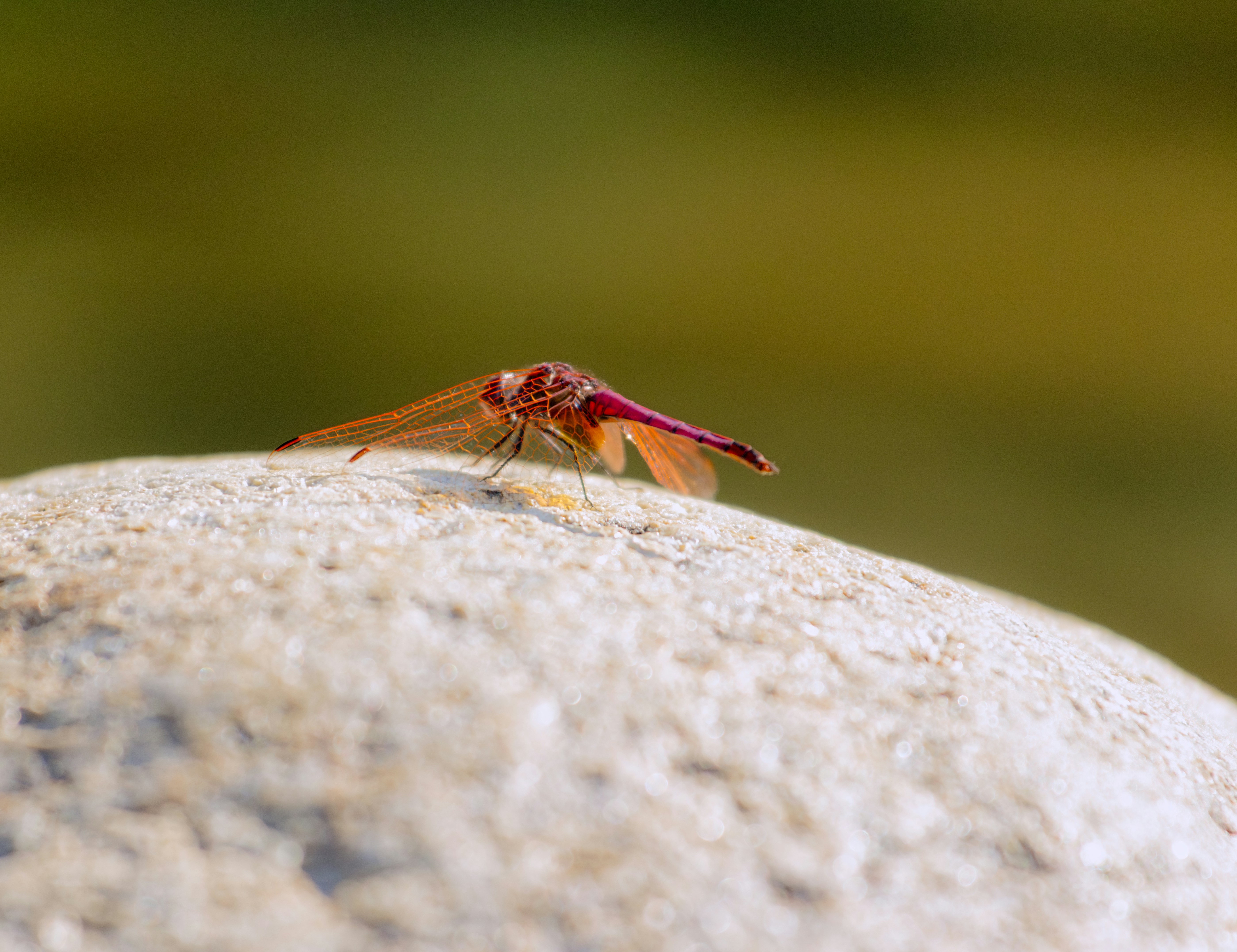 A dragonfly rests on a smooth, round rock.