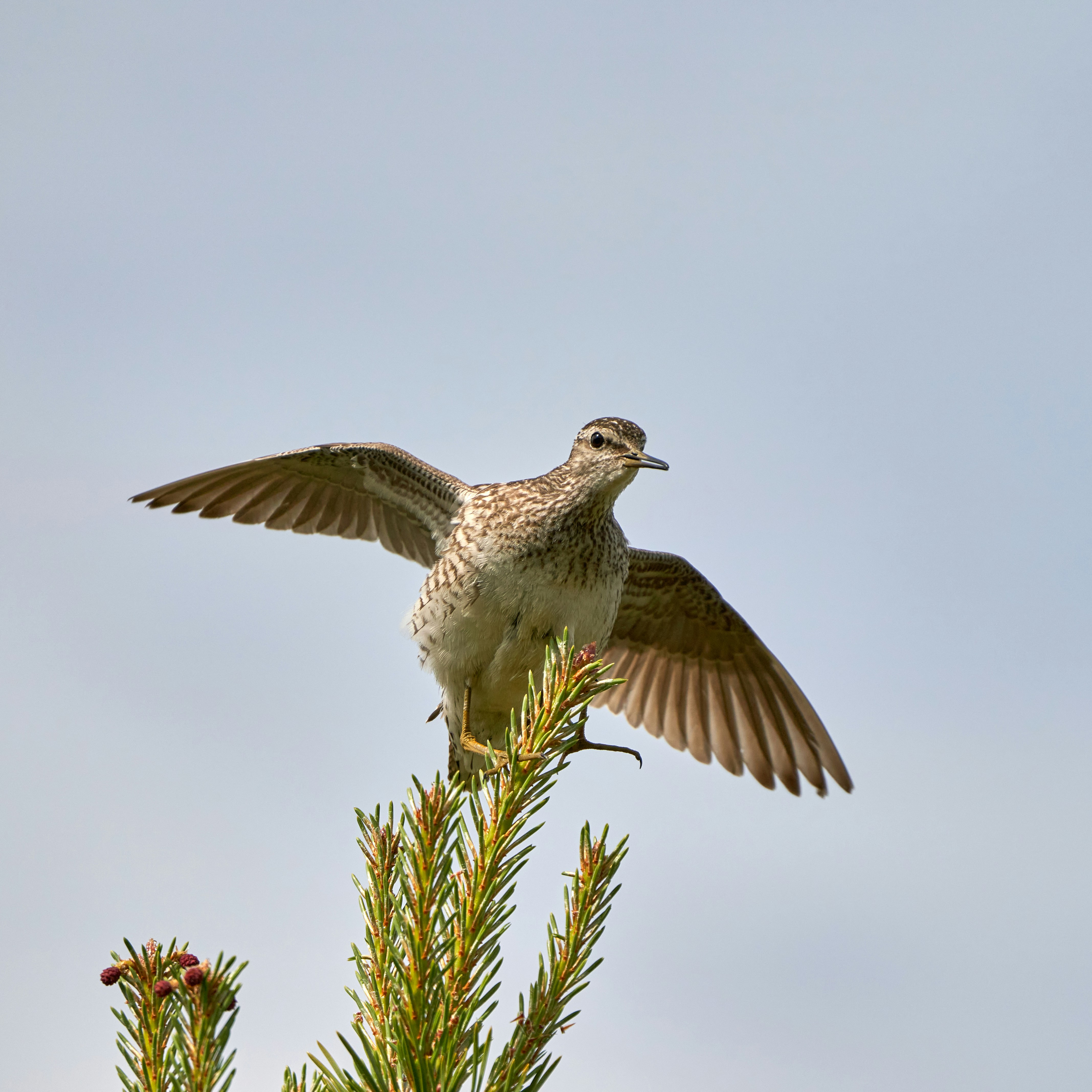 Photo by davotibarna