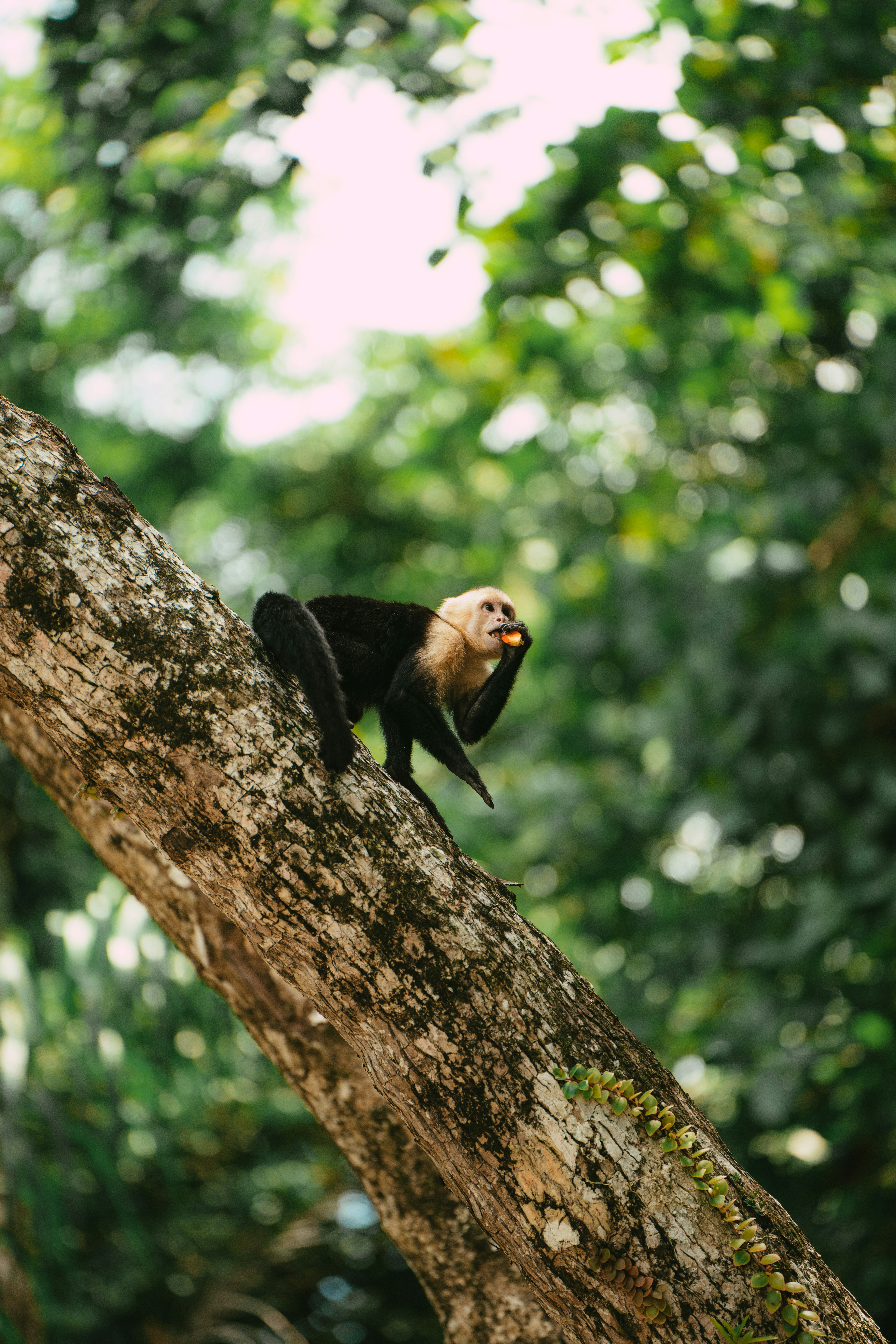 A monkey is eating fruit on a tree branch.