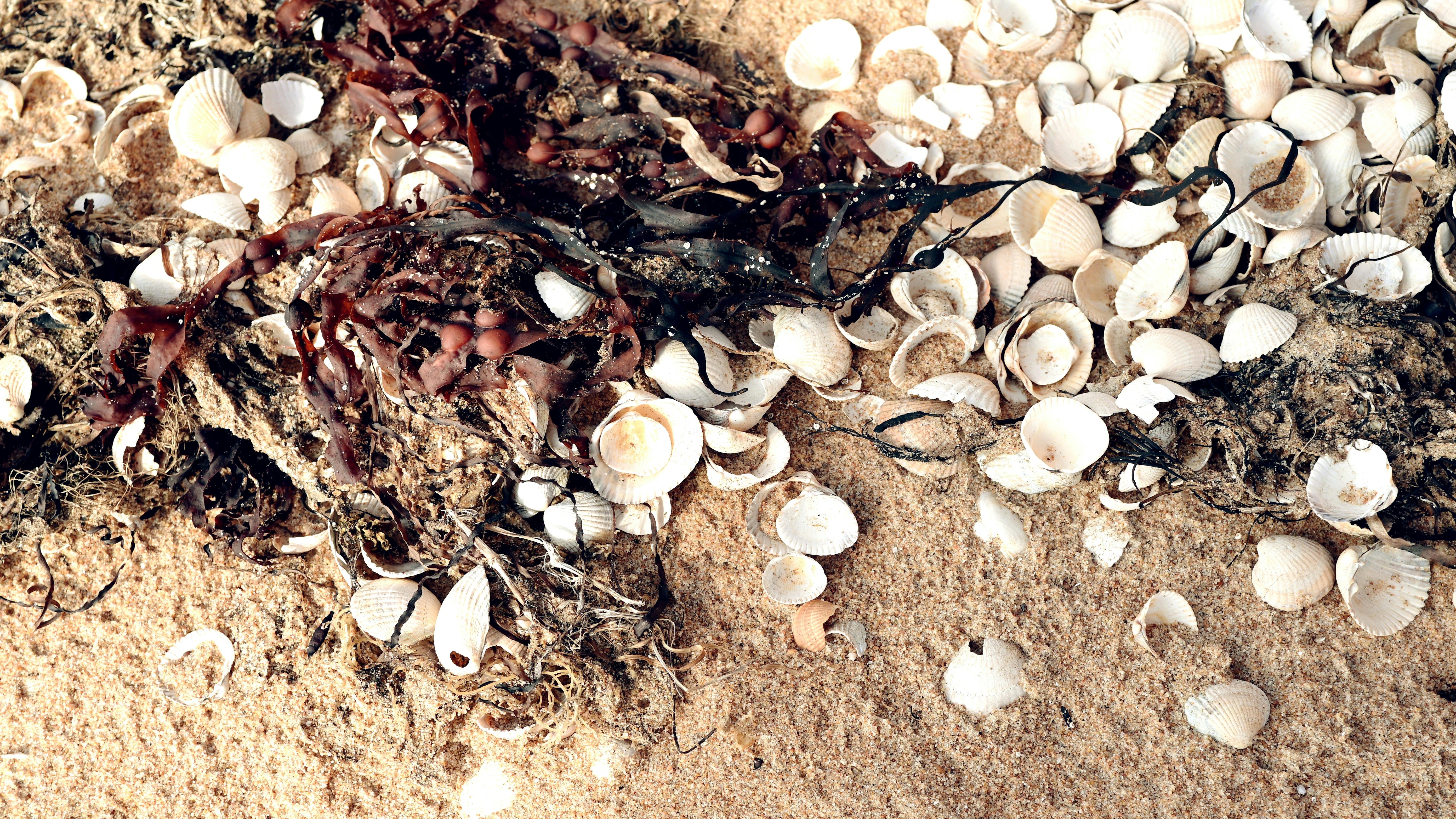 Seashells and seaweed are scattered on the sand.
