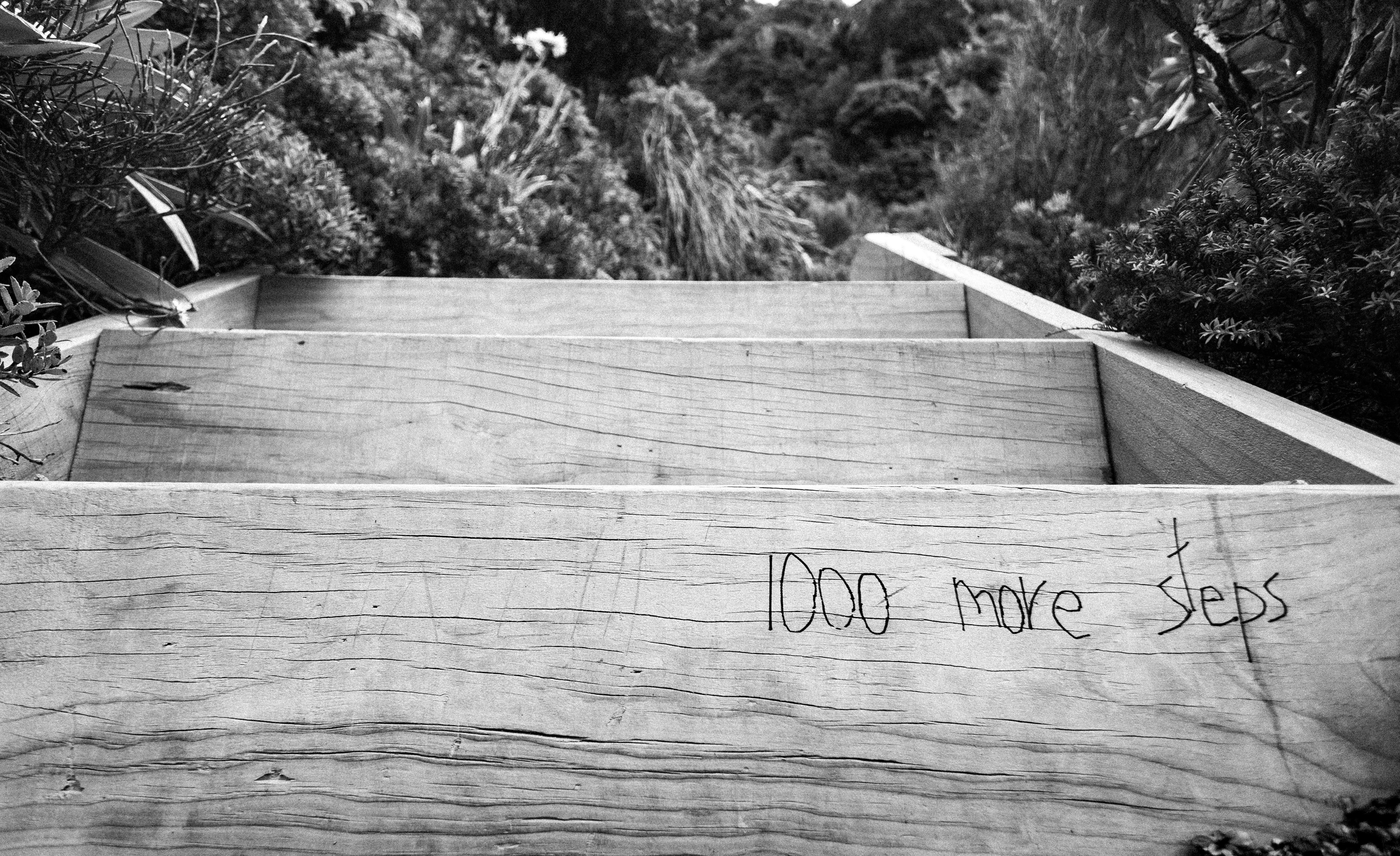 Wooden steps lead upwards through lush greenery.