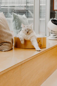 A cat rests comfortably on a wooden shelf.