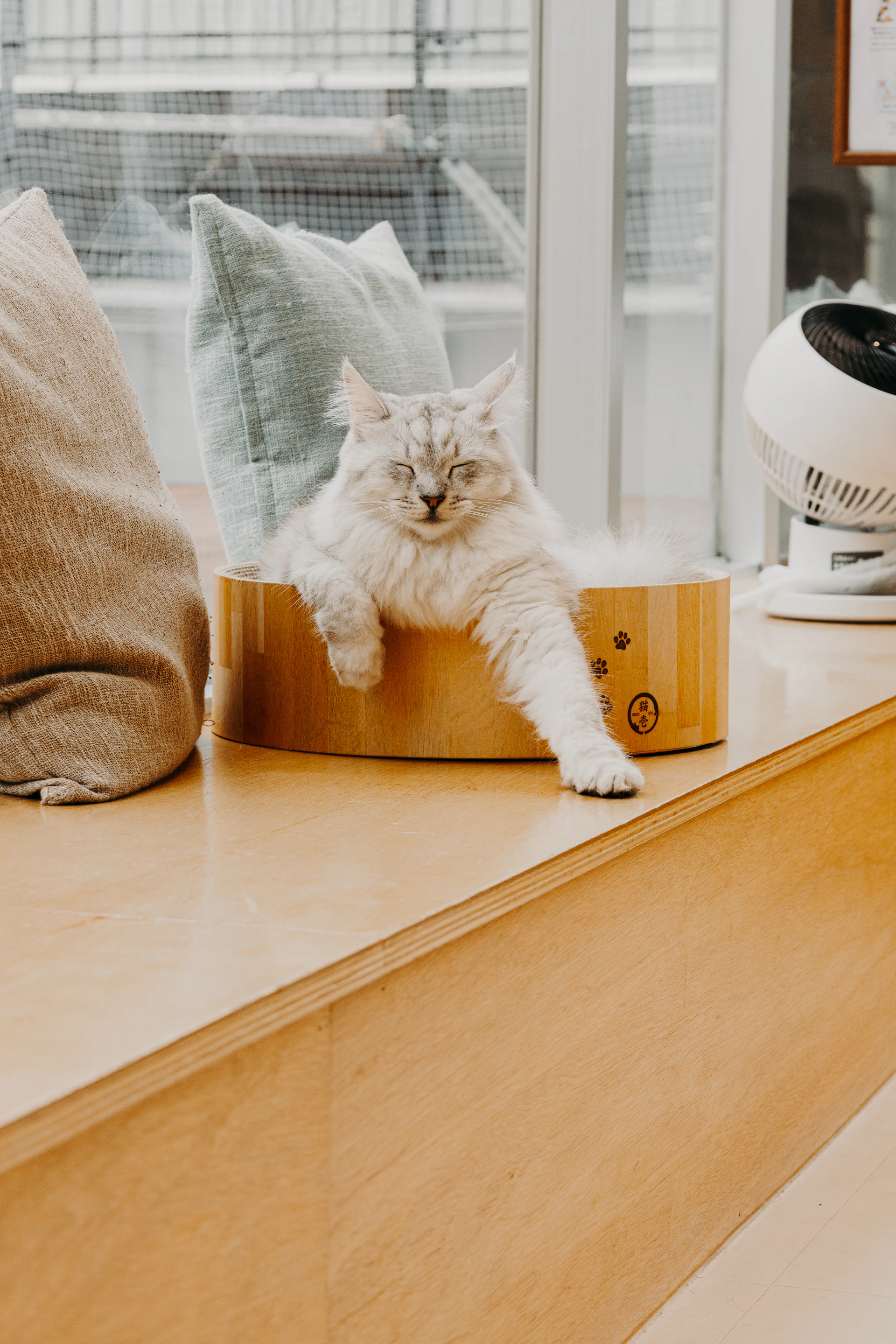 A cat rests comfortably on a wooden shelf.