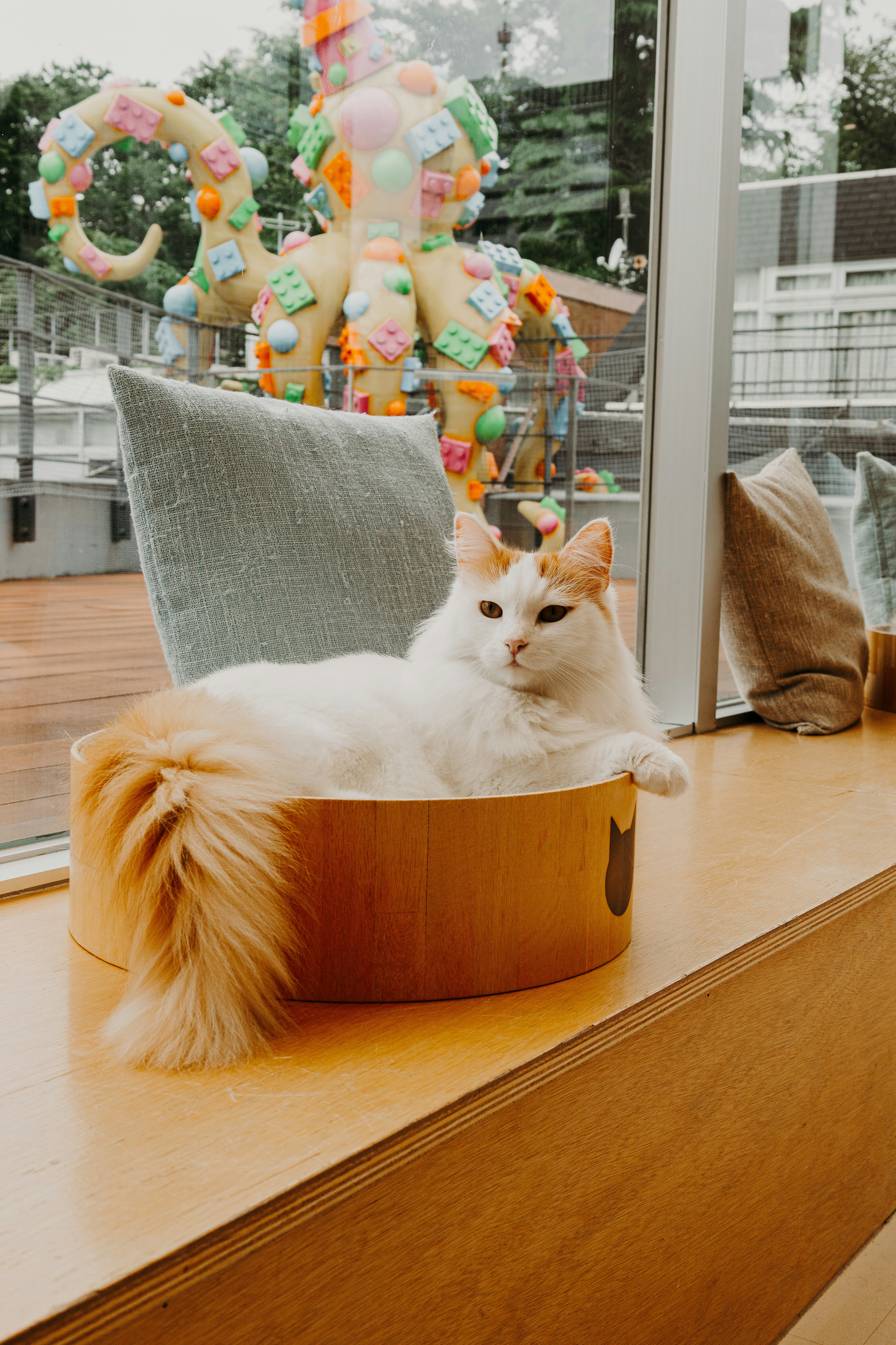 ふわふわの猫が窓枠にゆったりと寄りかかっています。