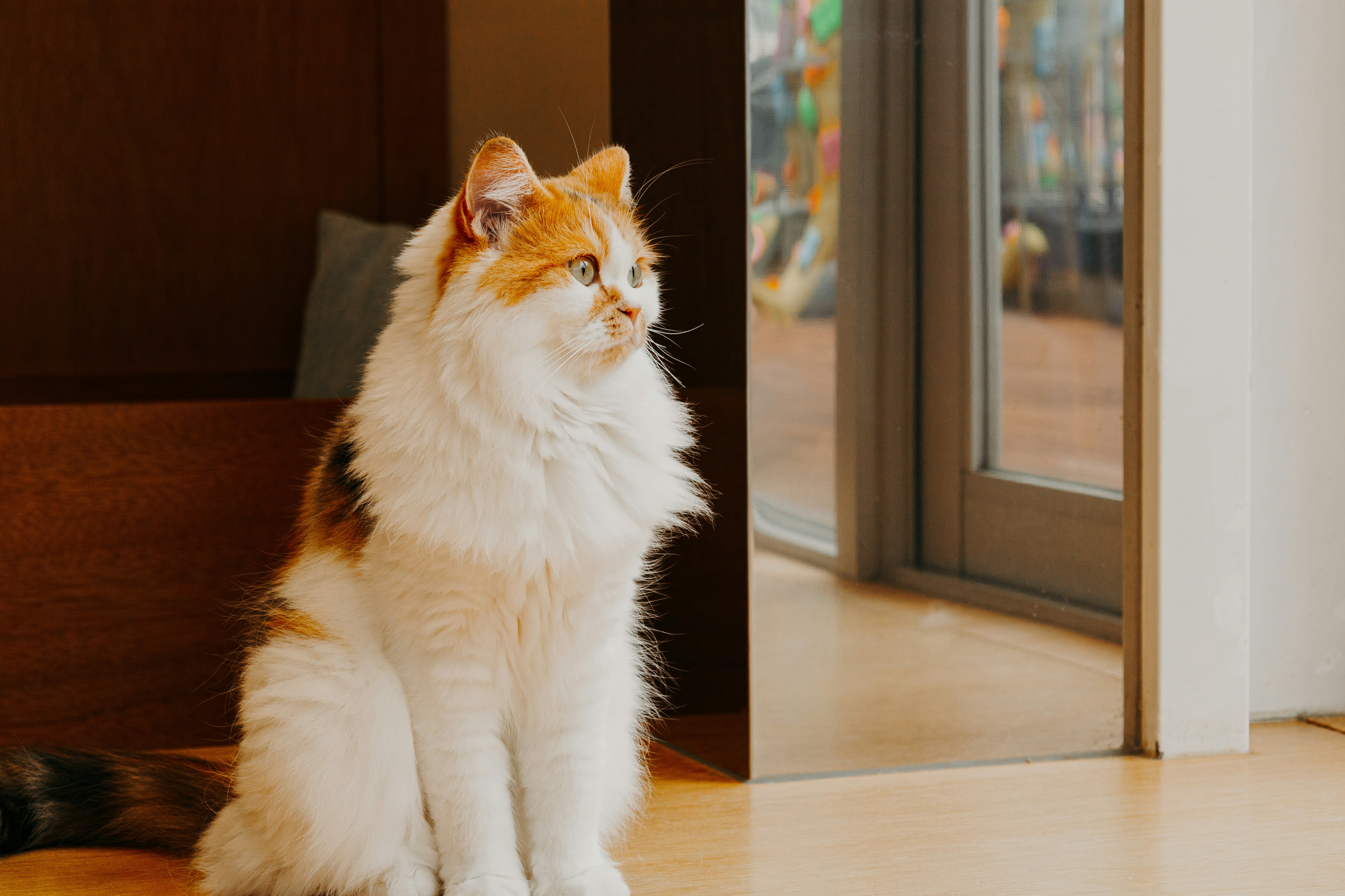 ふわふわの猫が座り、横を見つめています。