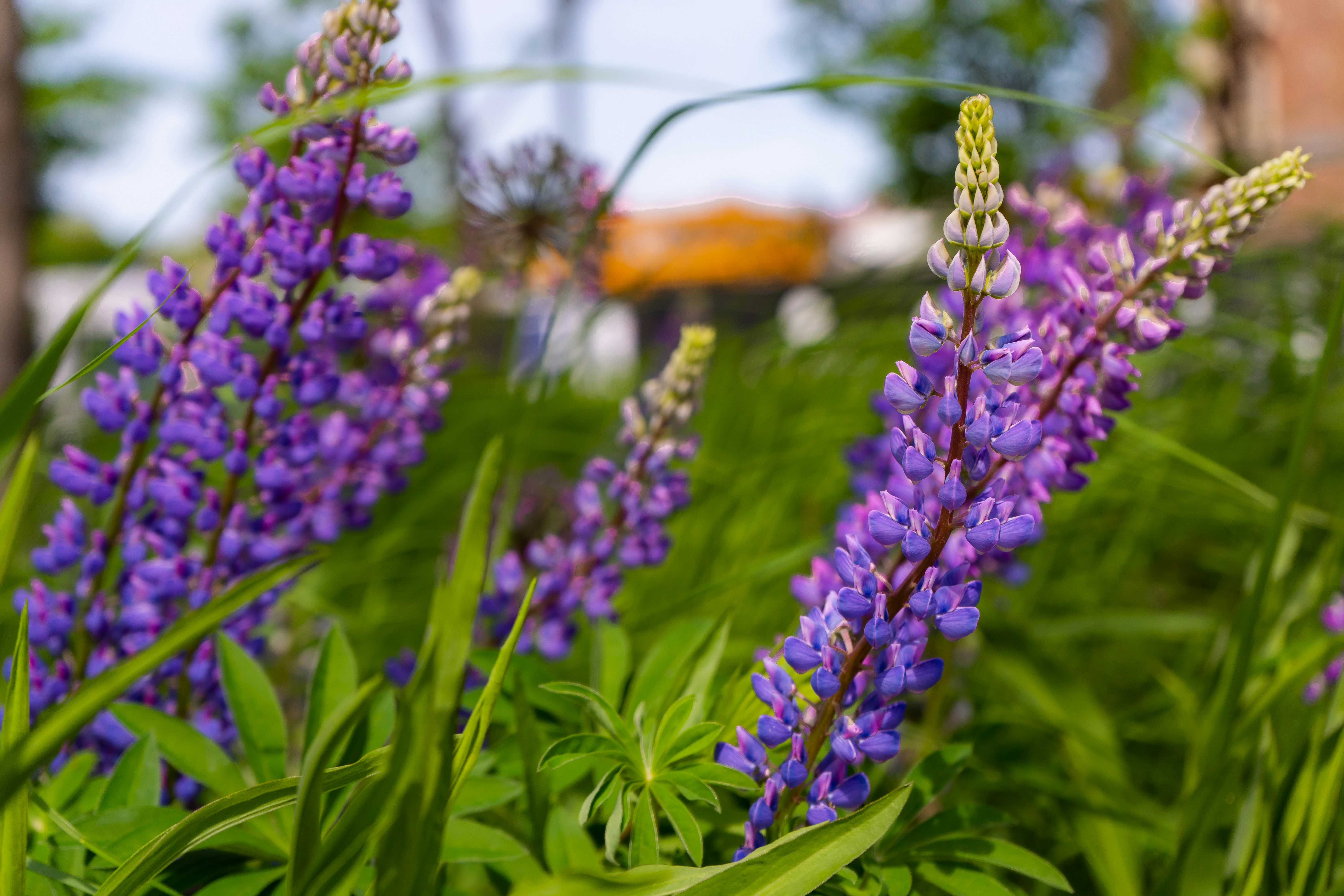 Photo by thegardenstateexplorerr