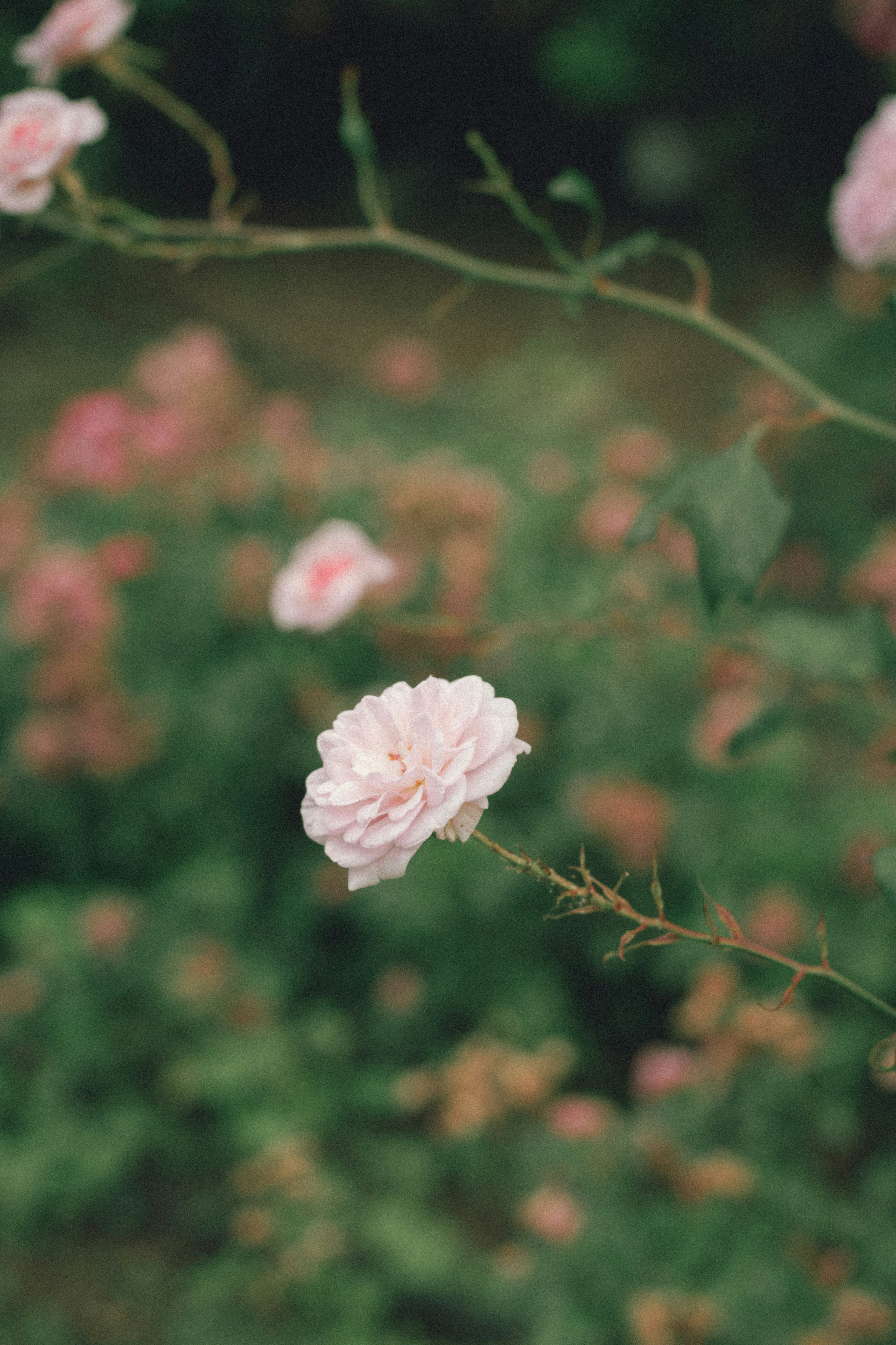 Photo by omarcelorangel