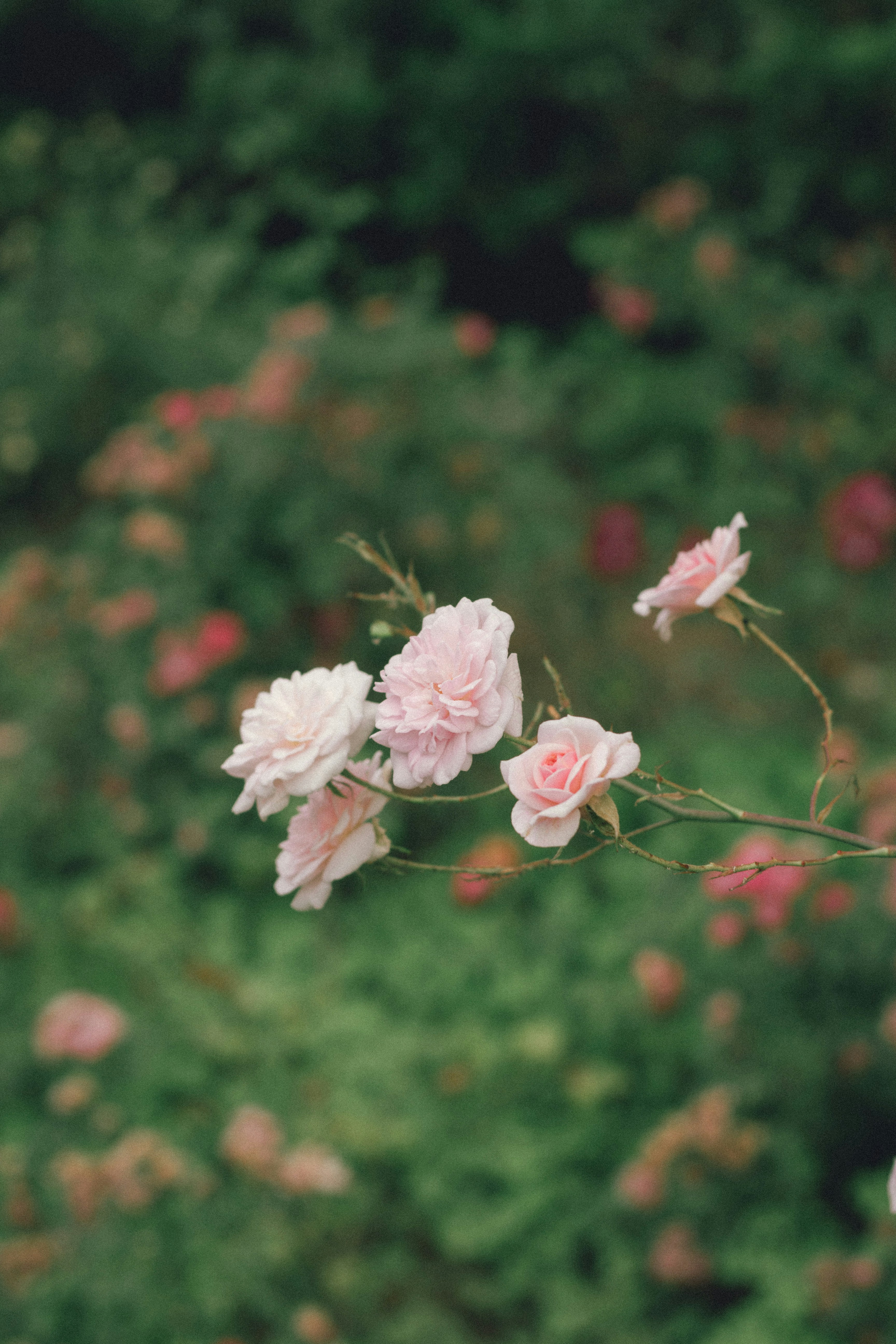 Photo by omarcelorangel