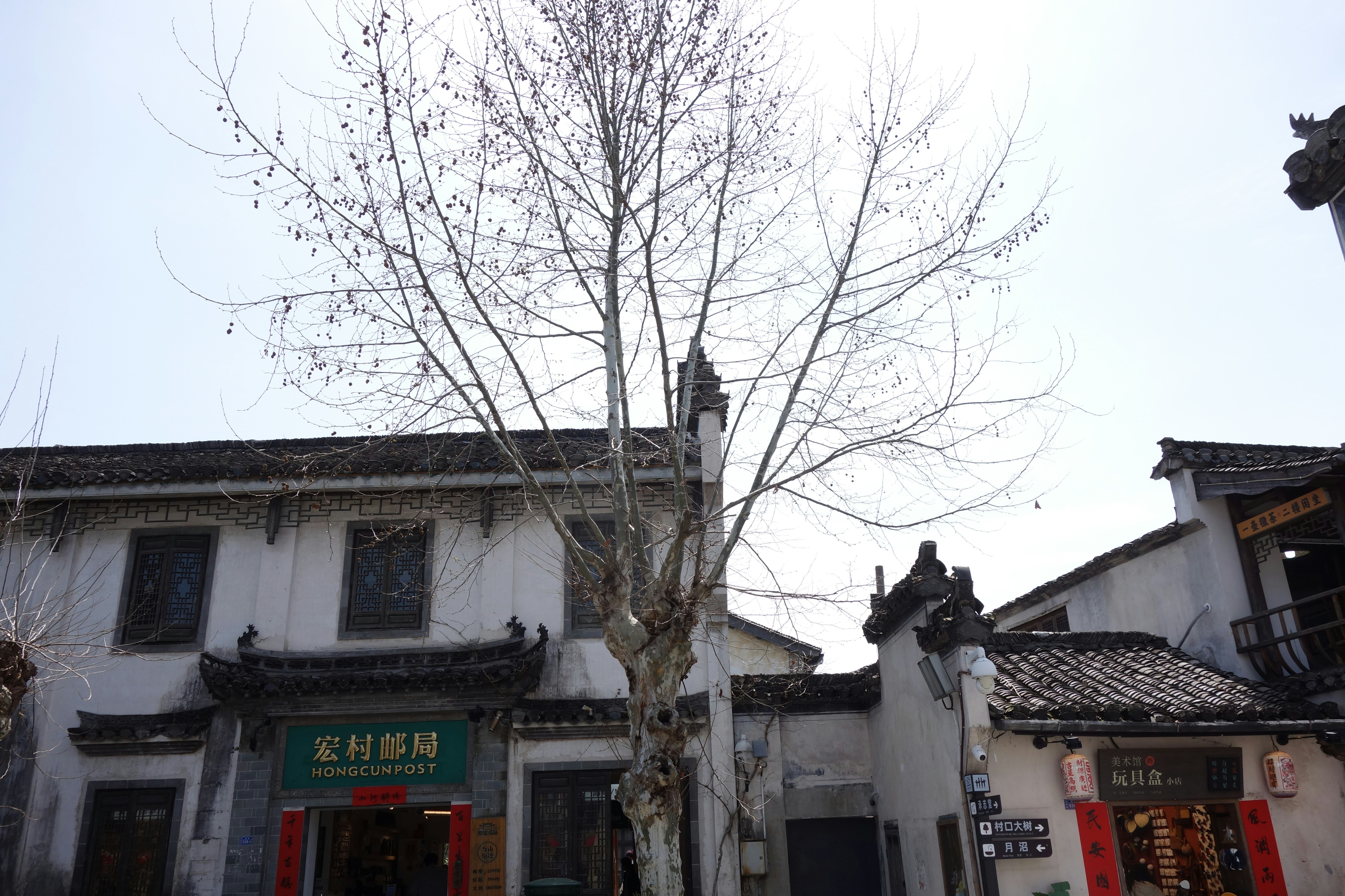 A bare tree stands in front of weathered buildings.