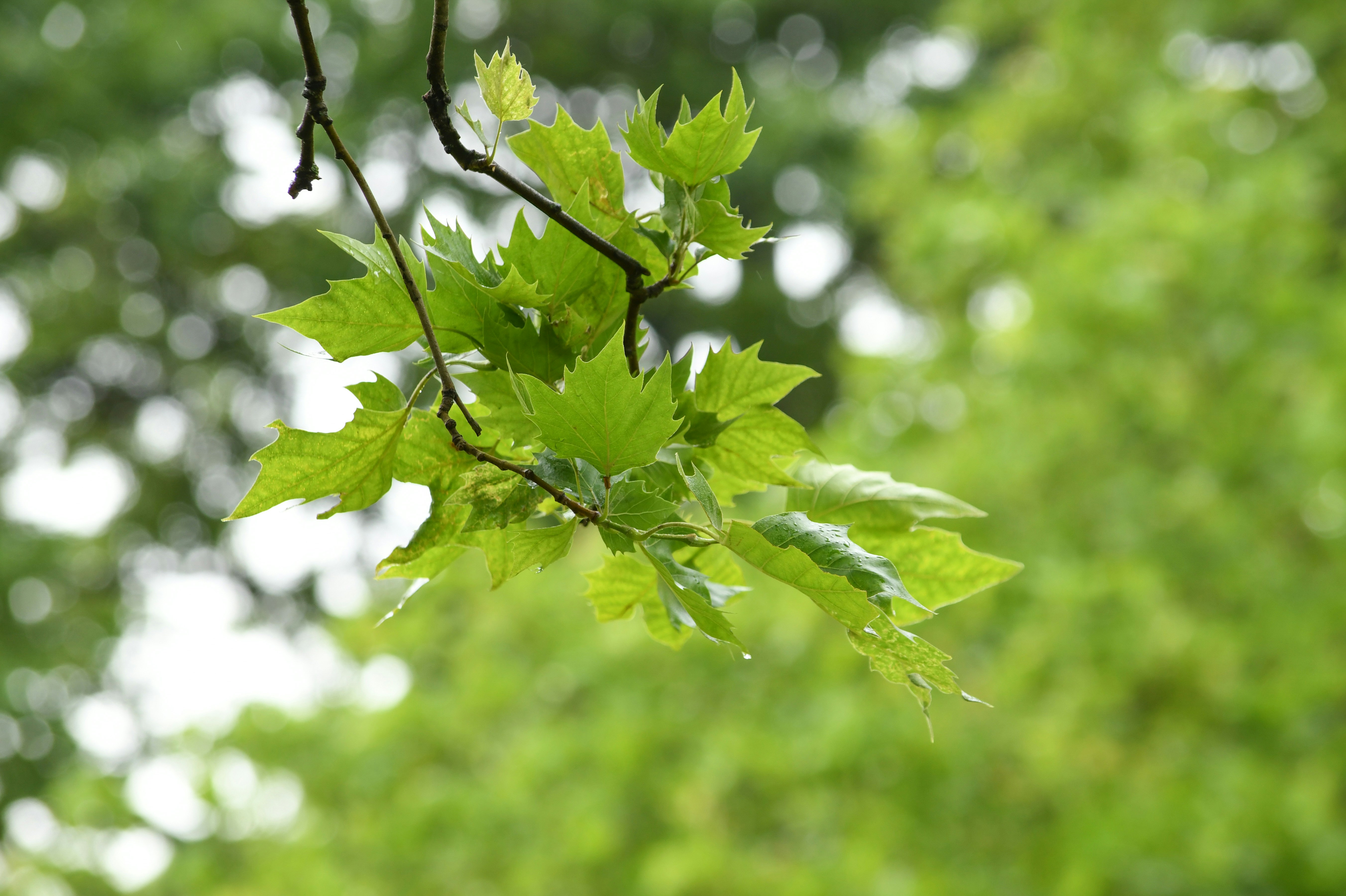 Photo by pekeshorked