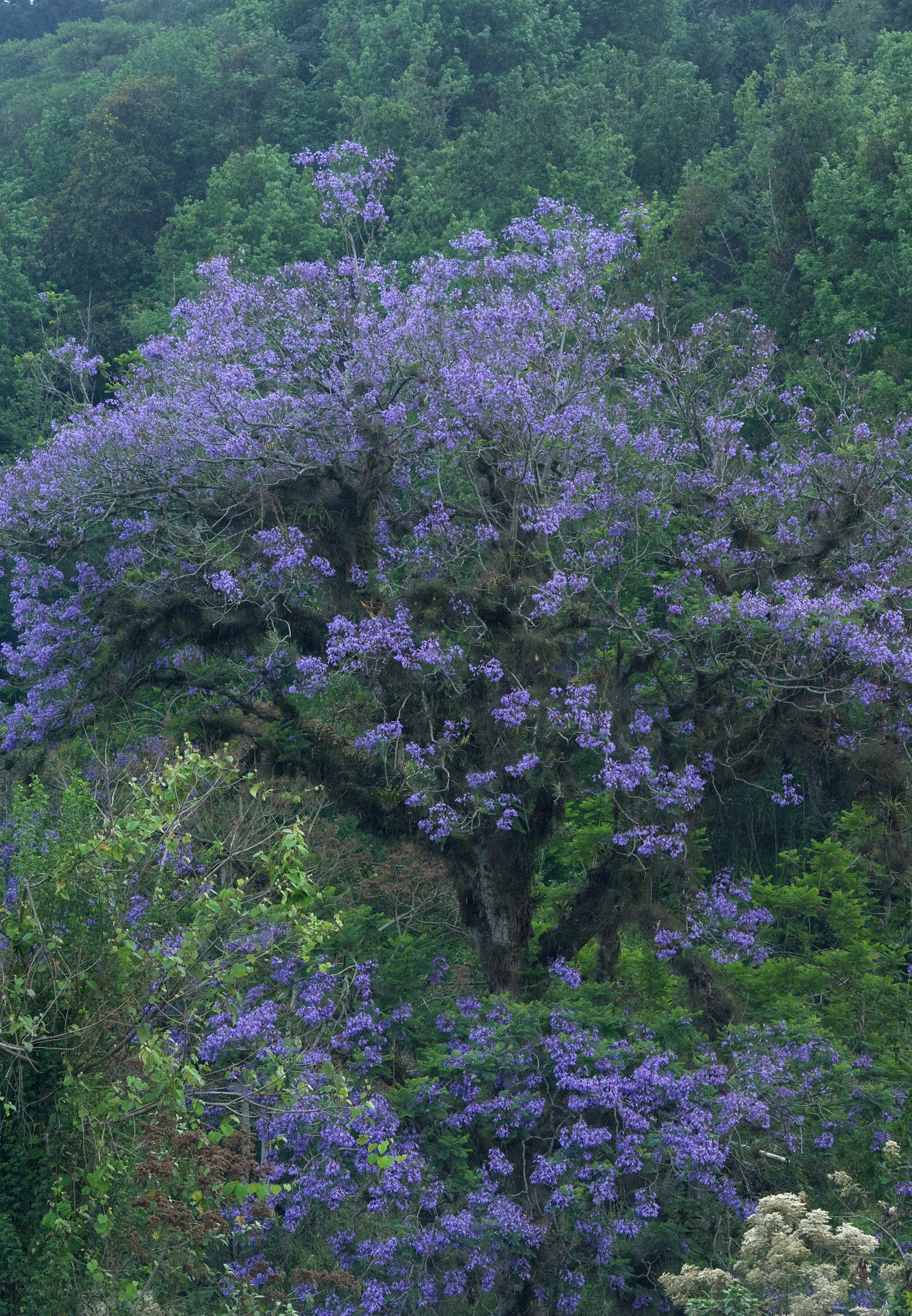 A purple jacaranda tree blooms amidst greenery. photo – Free Flower ...