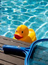 A rubber duck floats in a pool