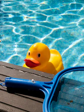 A rubber duck floats in a pool