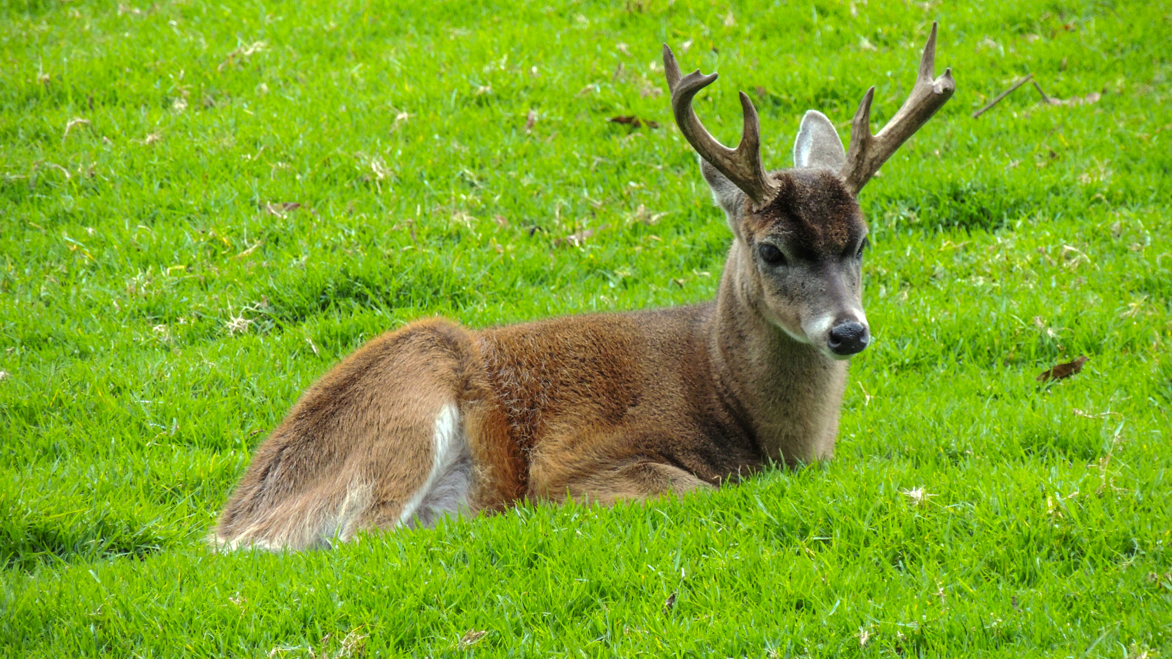 Photo by citywildlens