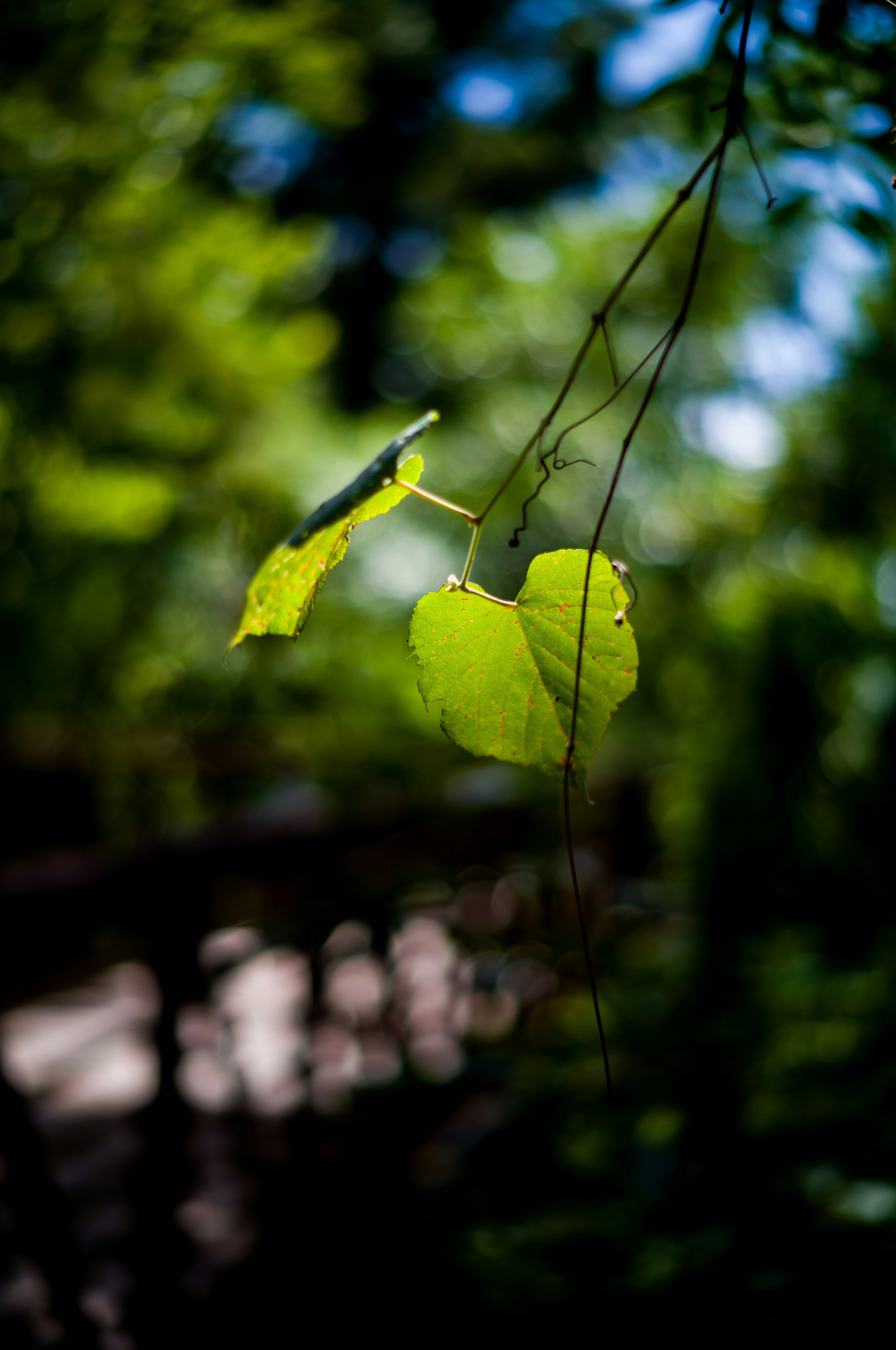 Photo by streetbyben