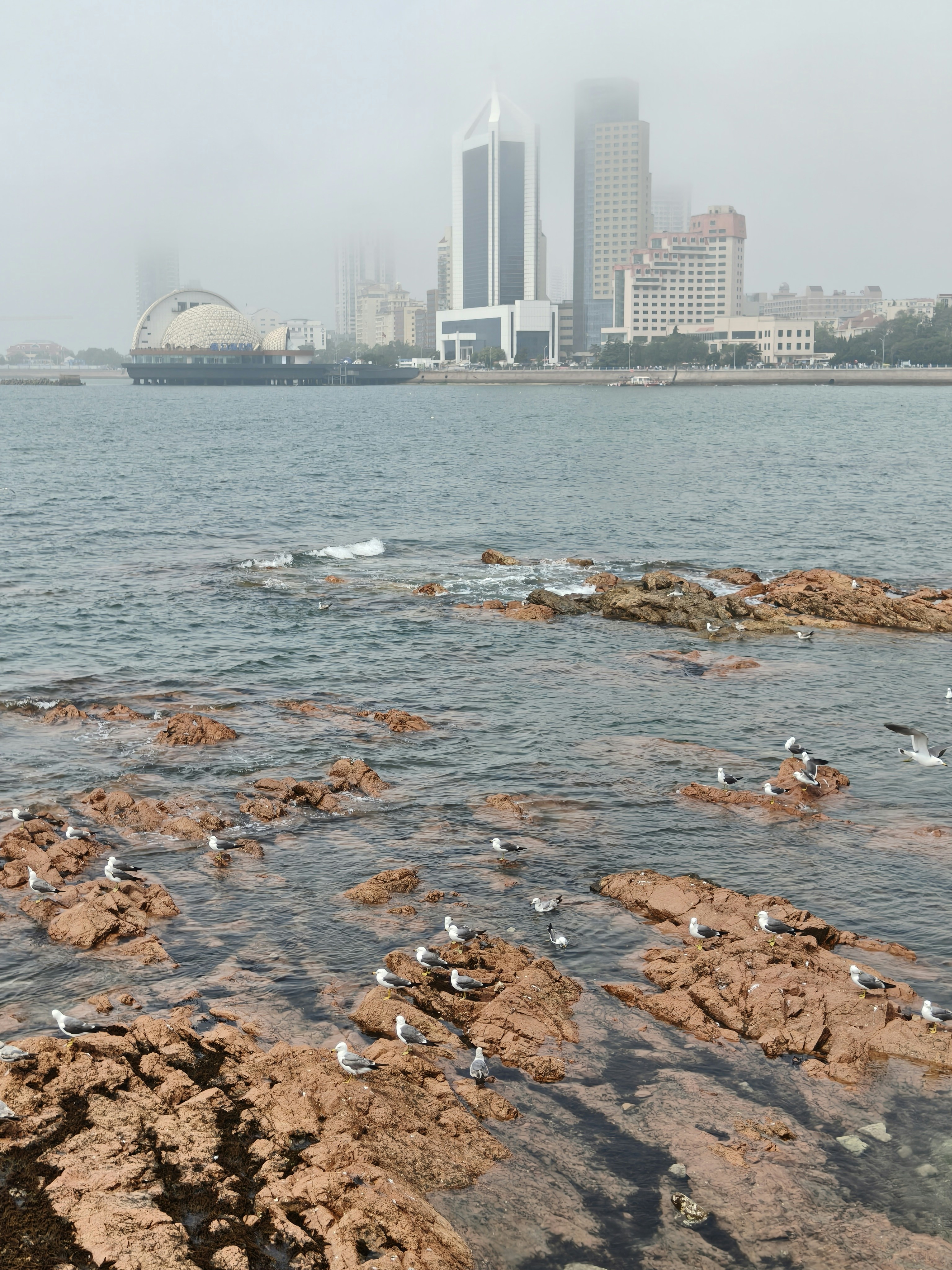 Seagulls gather on the rocks near a foggy city.