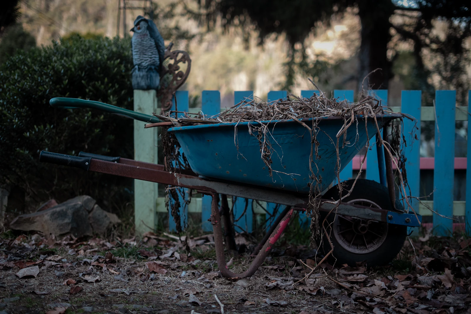 Wheelbarrow loaded with garden plant debris