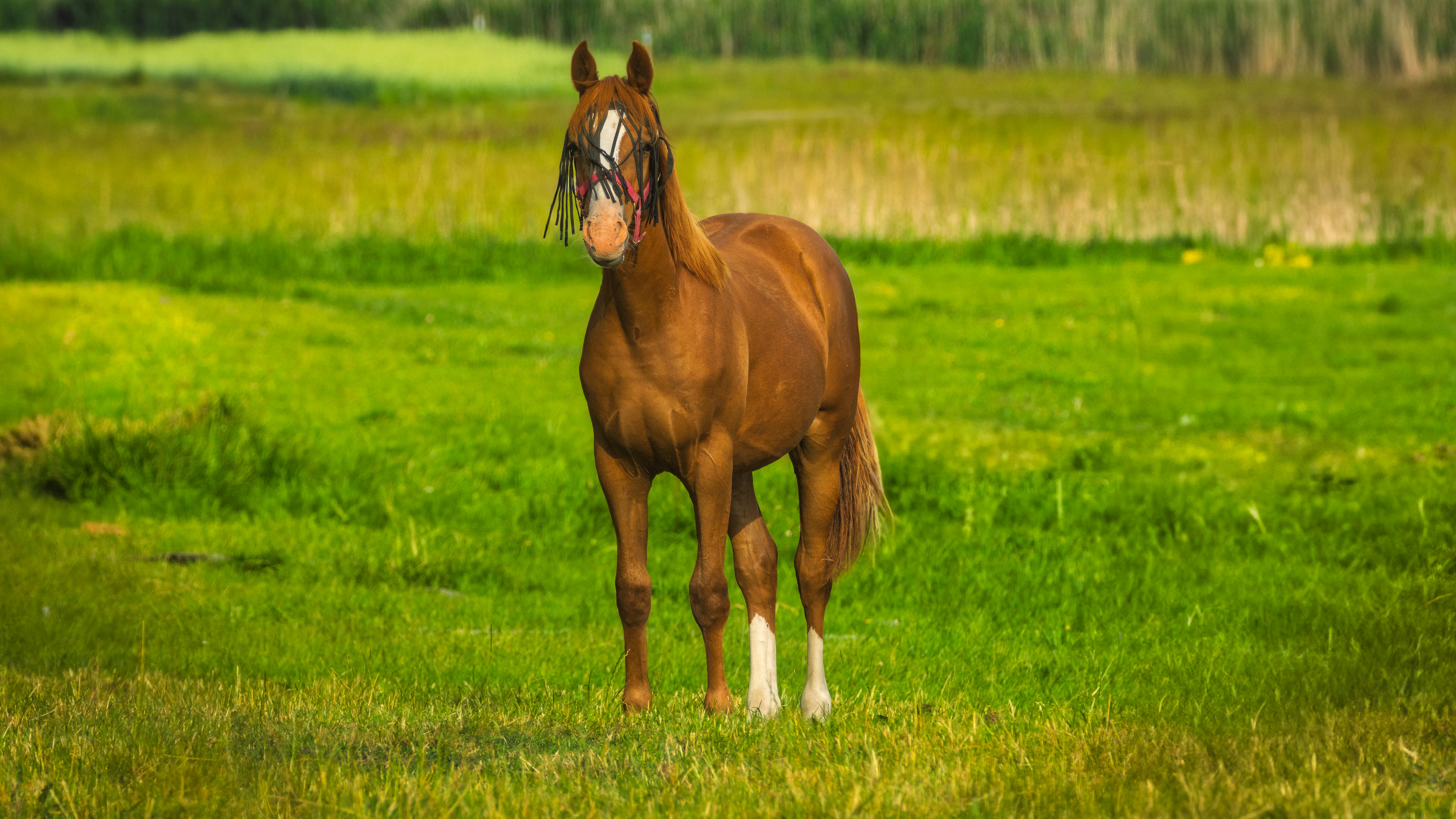A horse stands proudly in a green meadow.