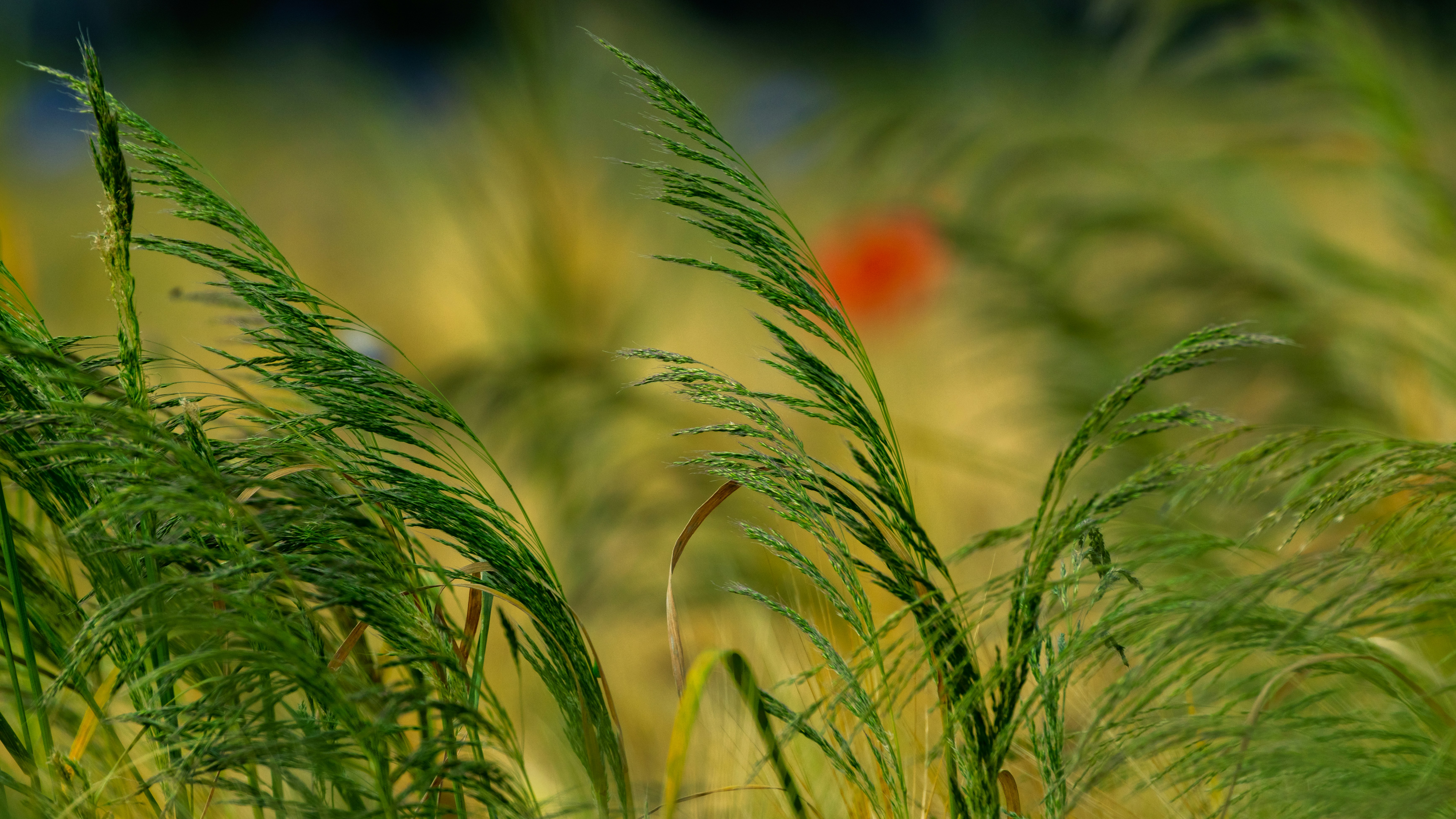 Green plants blow gently in the breeze.