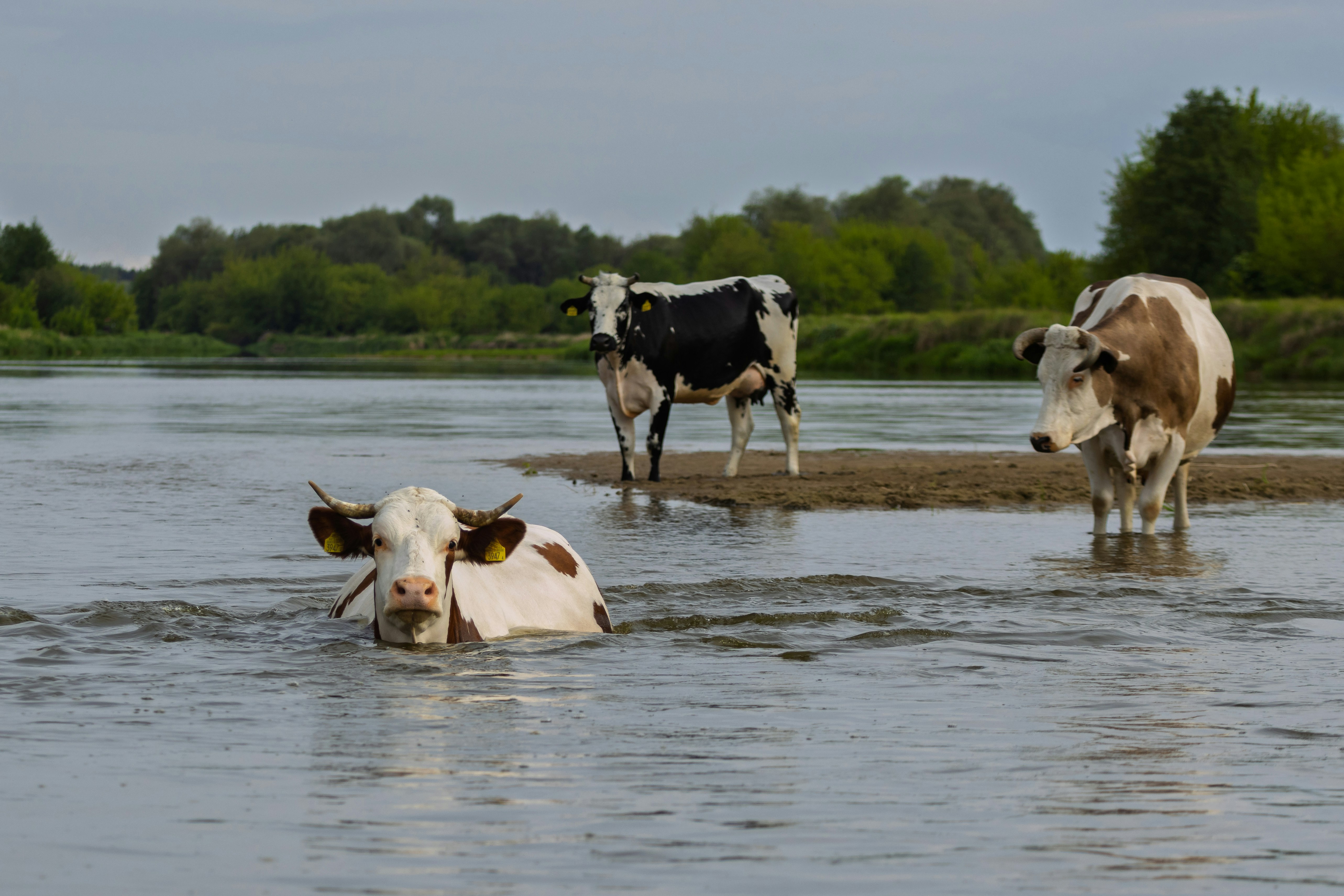 Cows are wading in a river.