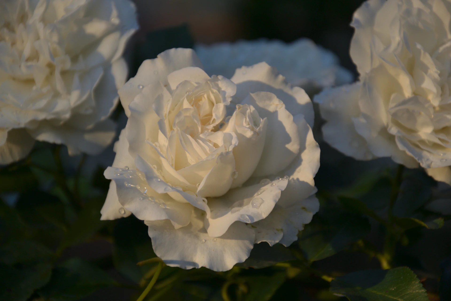 Beautiful white roses are blooming