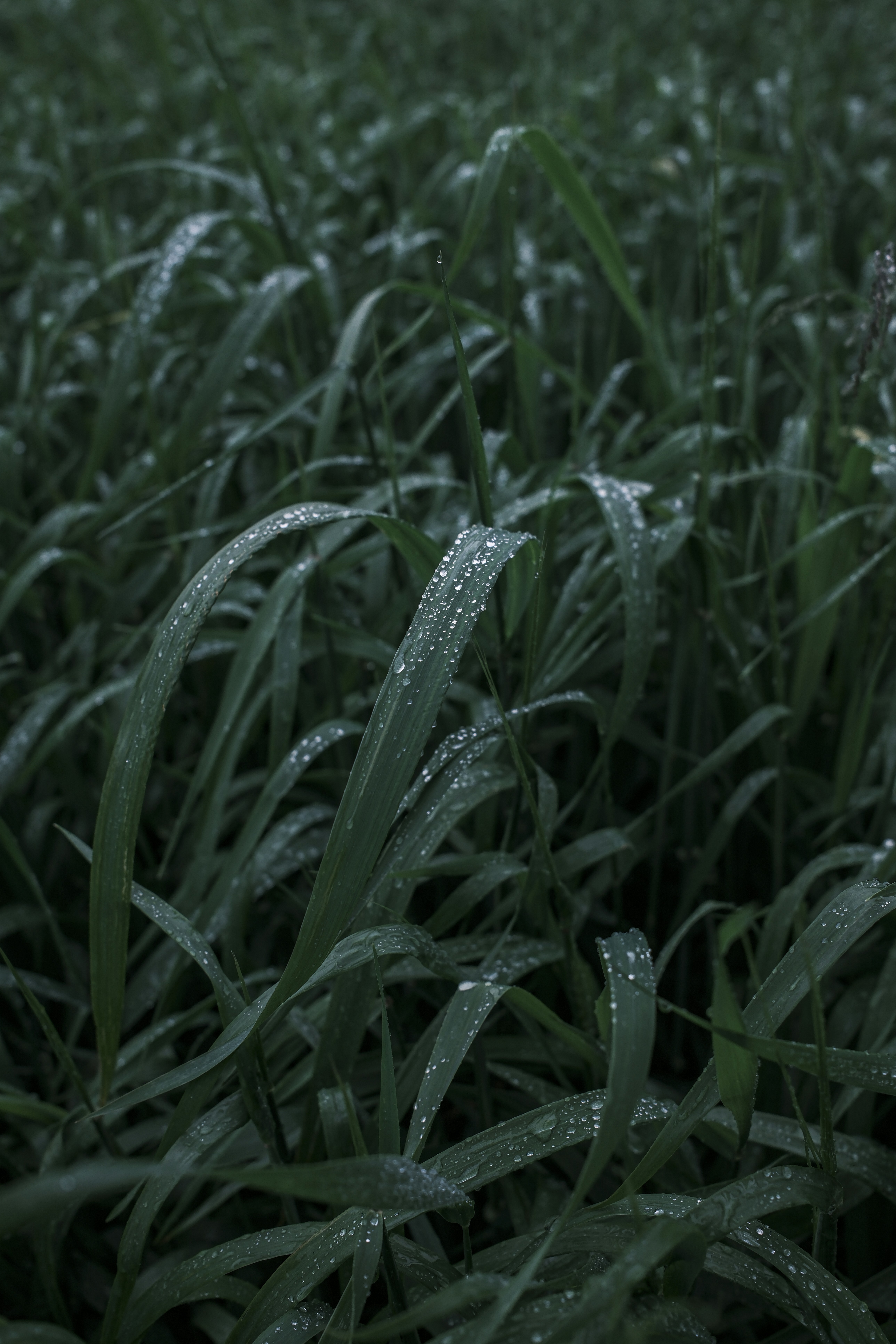 Dewdrops sparkle on blades of lush green grass.