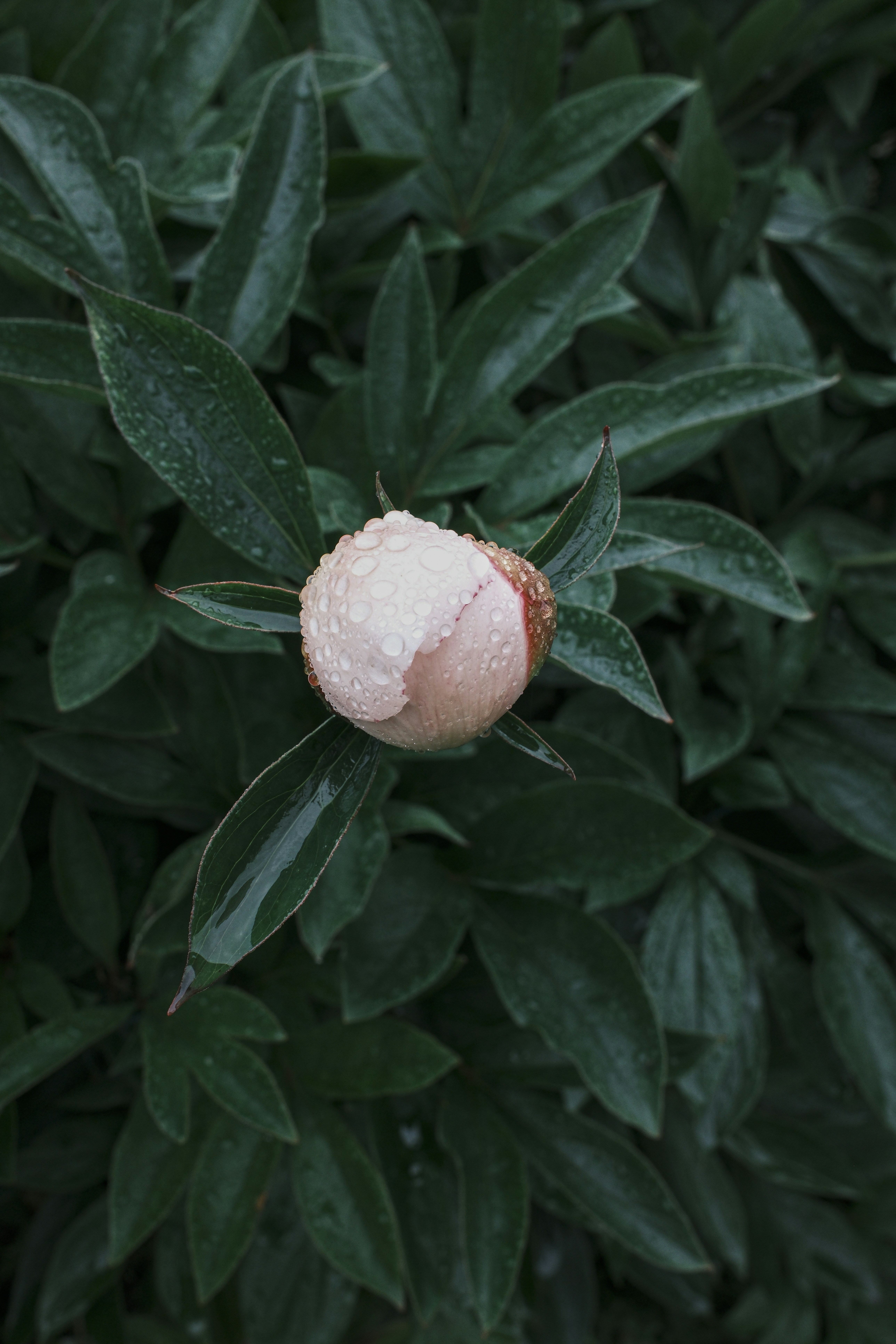 A pink bud with water droplets on dark green leaves.