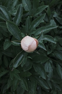 A pink bud with water droplets on dark green leaves.