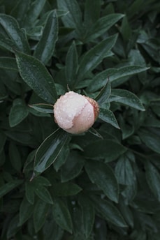 A pink bud with water droplets on dark green leaves.
