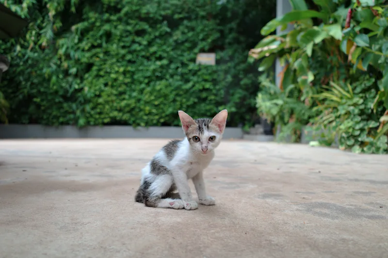 Active cat demonstrating the claw suffix for warrior cat suffixes list by category