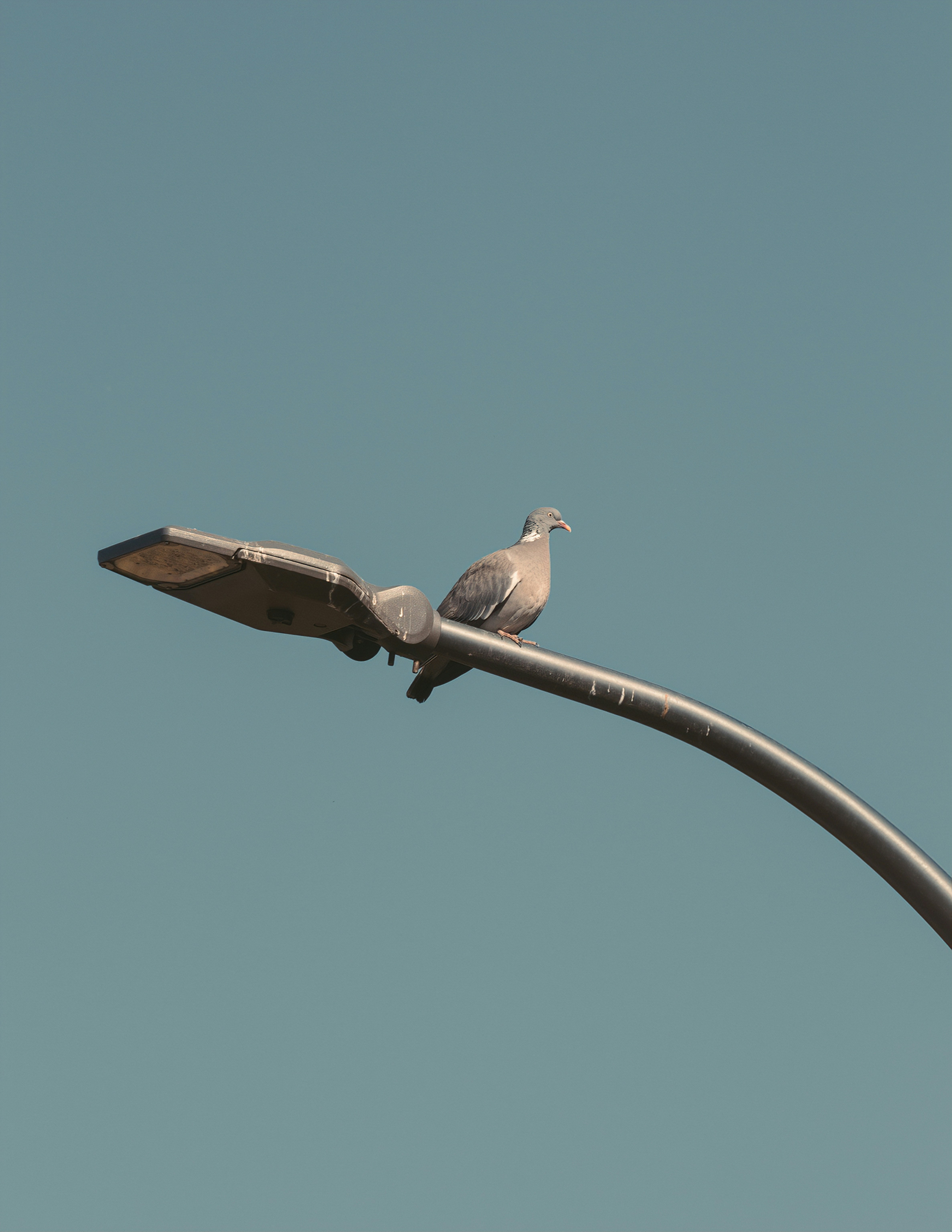 A pigeon rests on a light post.