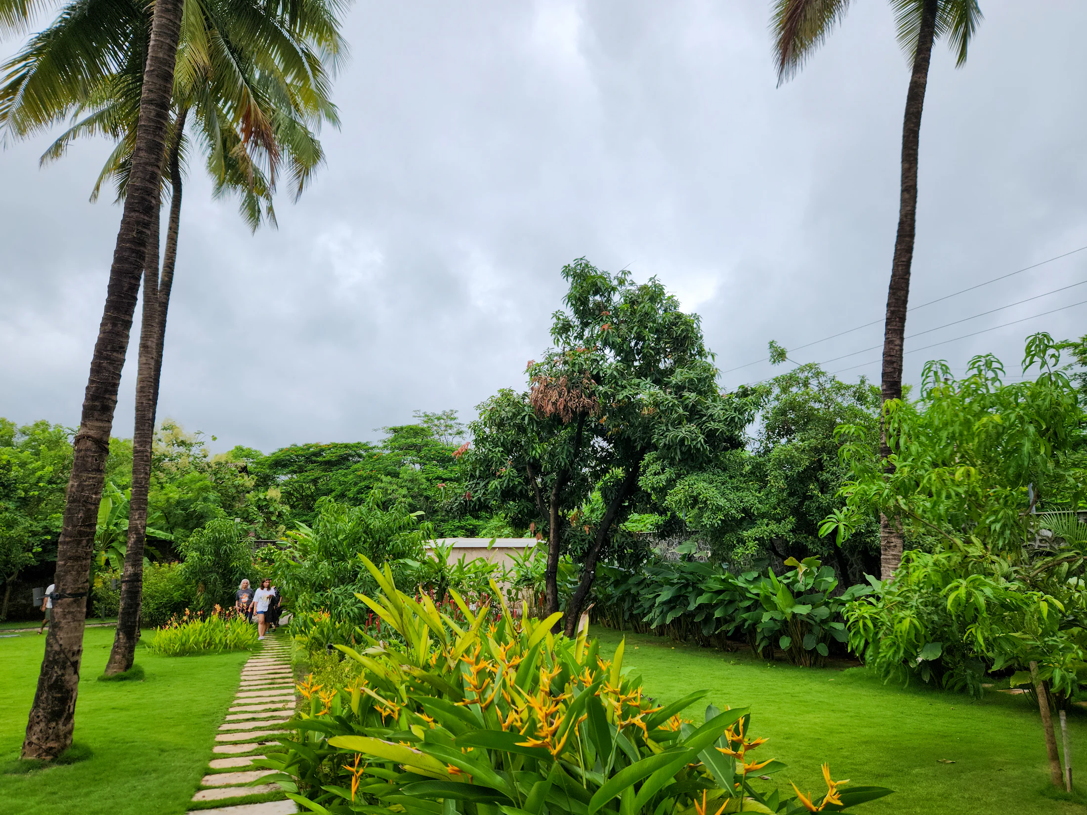 A planted pathway through a tropical garden