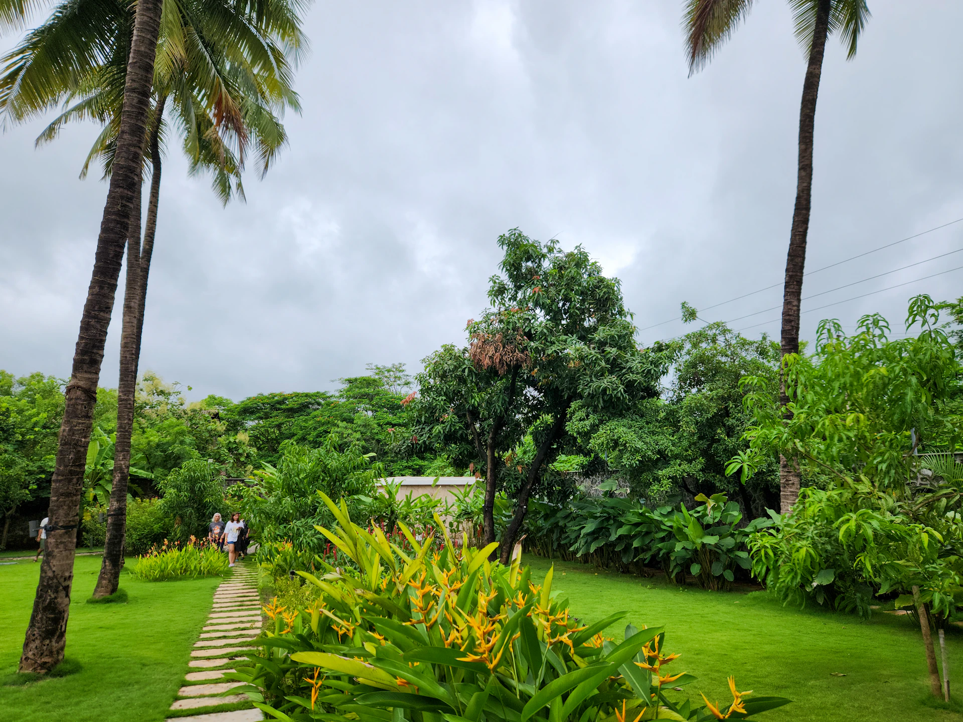 Lush green pathway through a tropical garden.