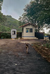 Dogs walk down a road near a building.