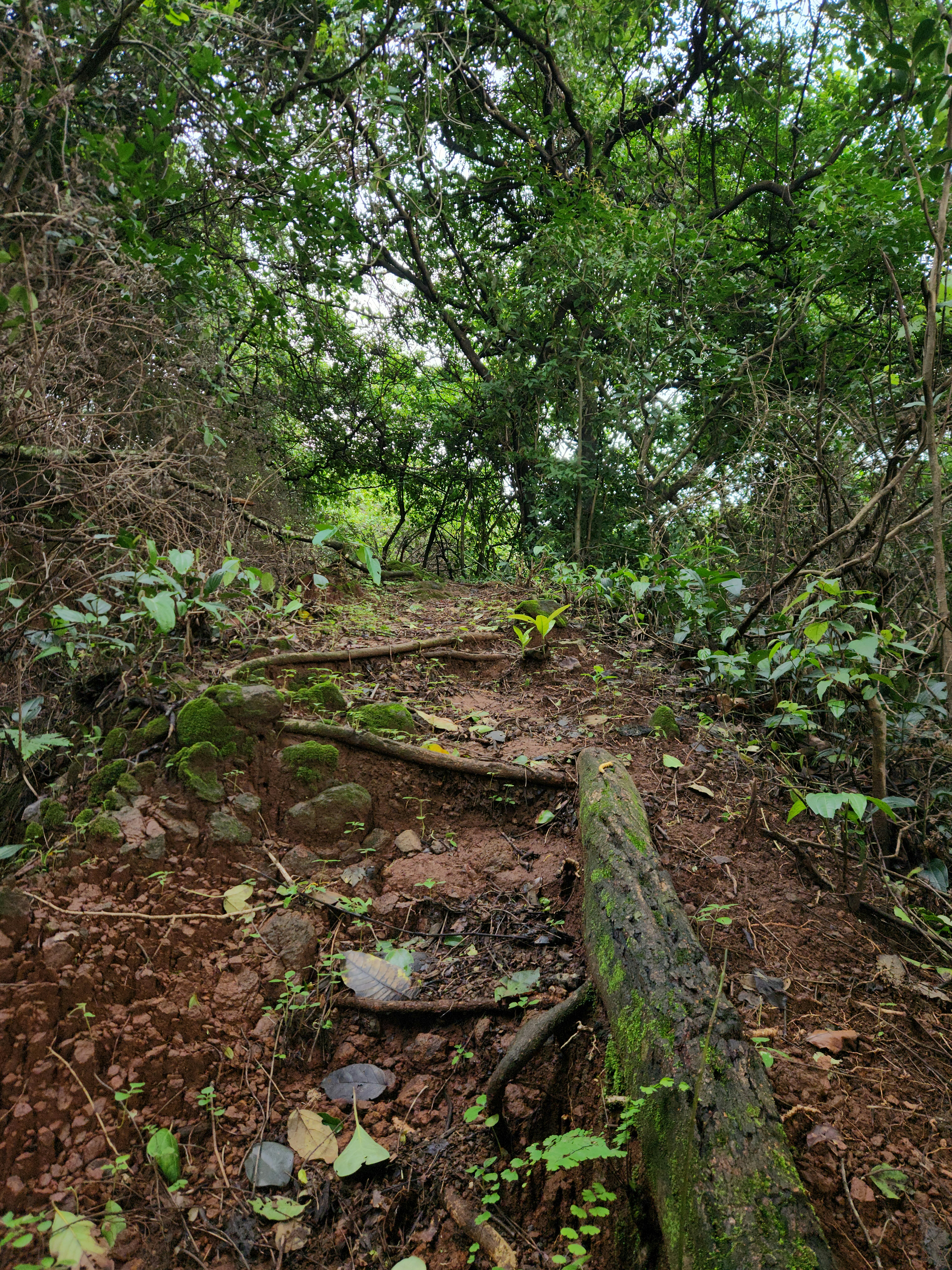 A dirt path leading into lush greenery