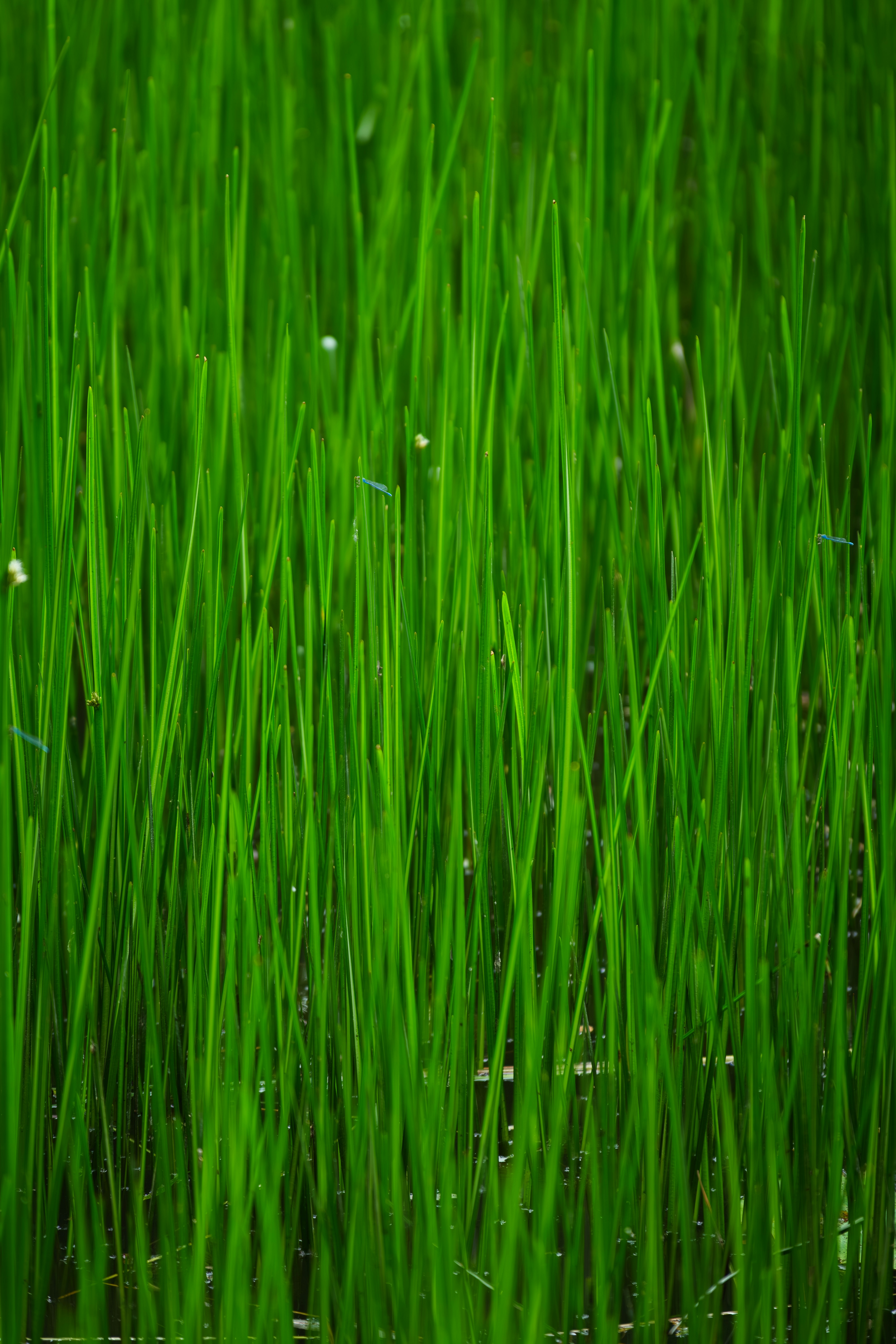 Photo by summerobelisk