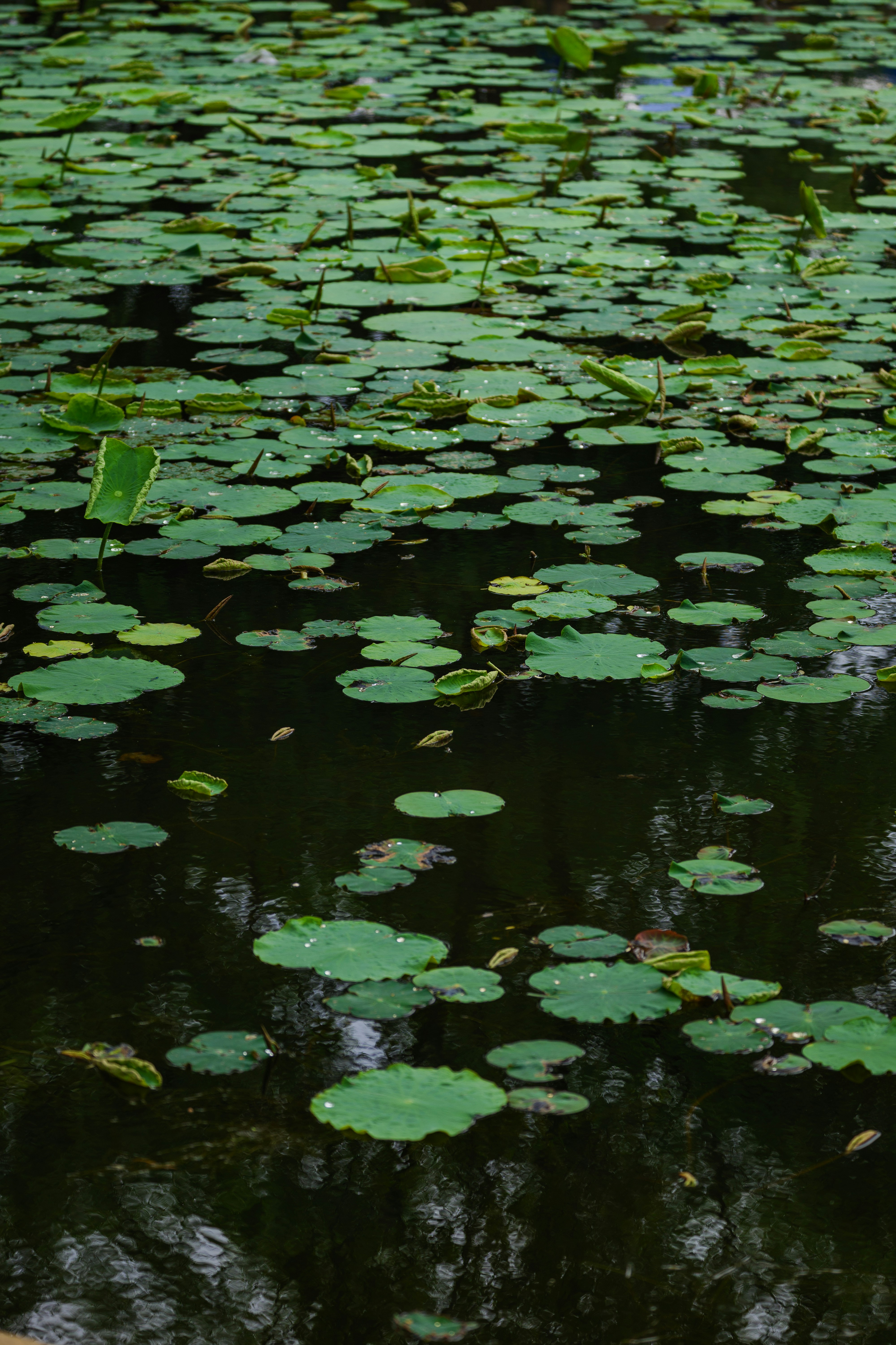 Photo by summerobelisk