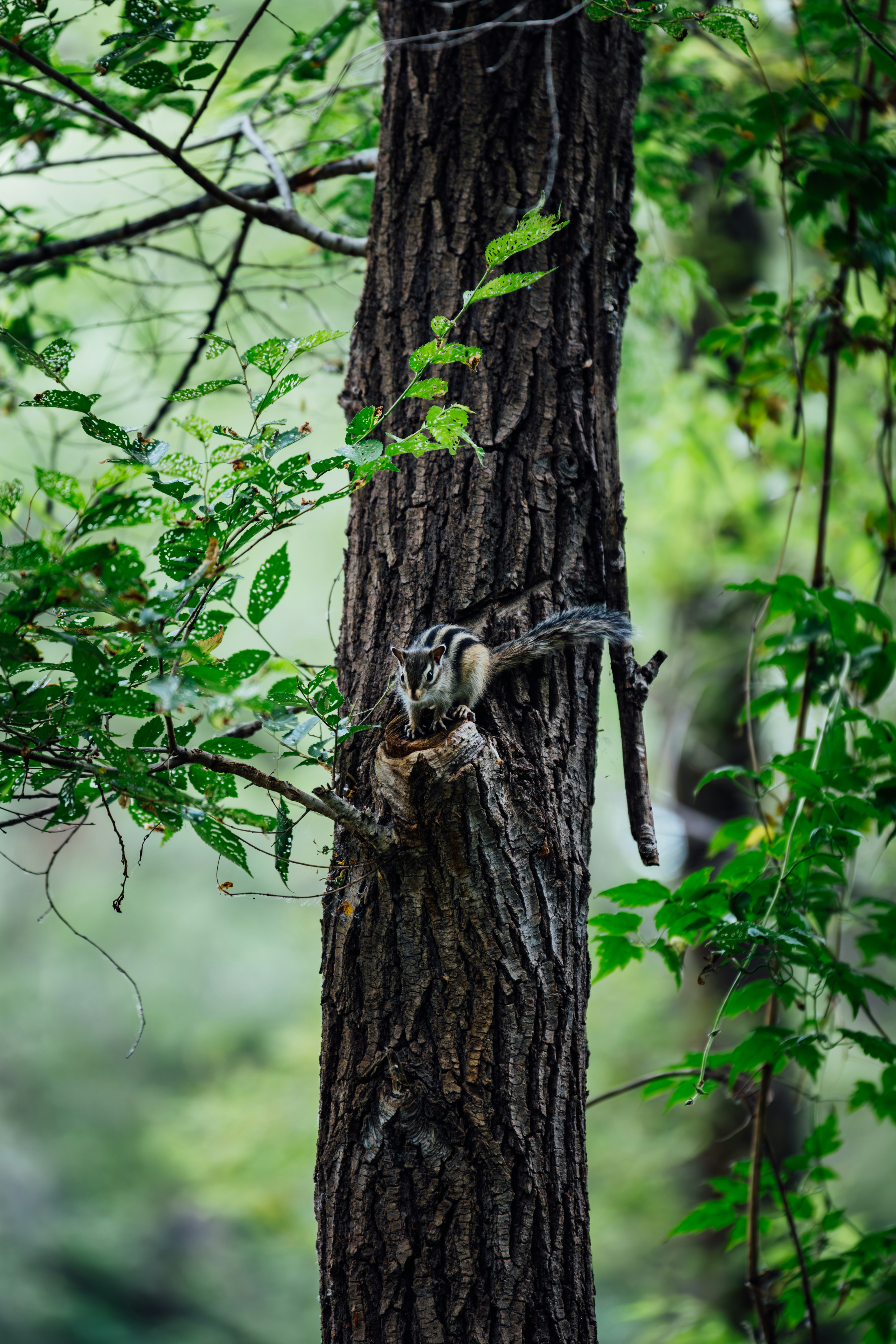 Photo by summerobelisk