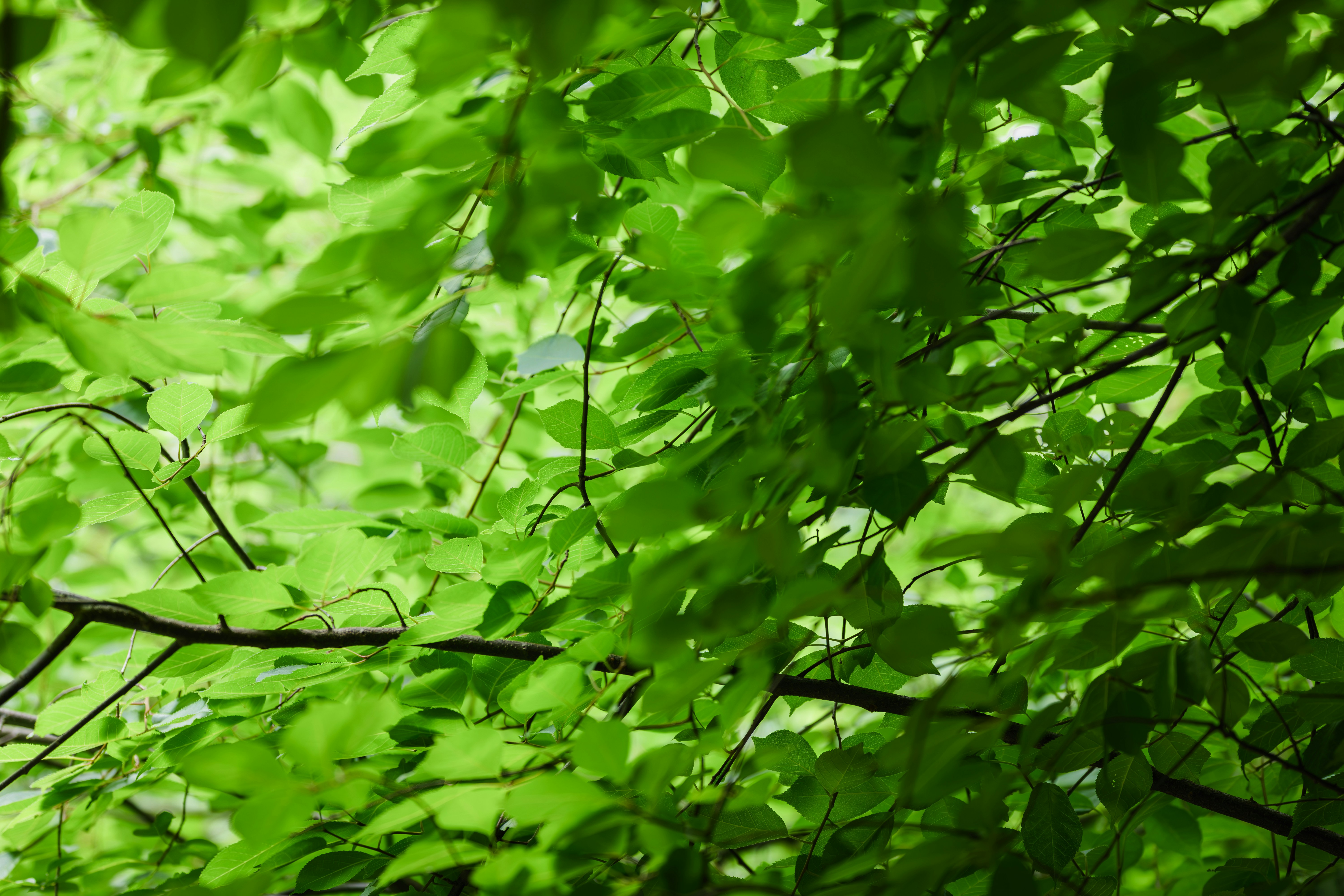 Photo by summerobelisk