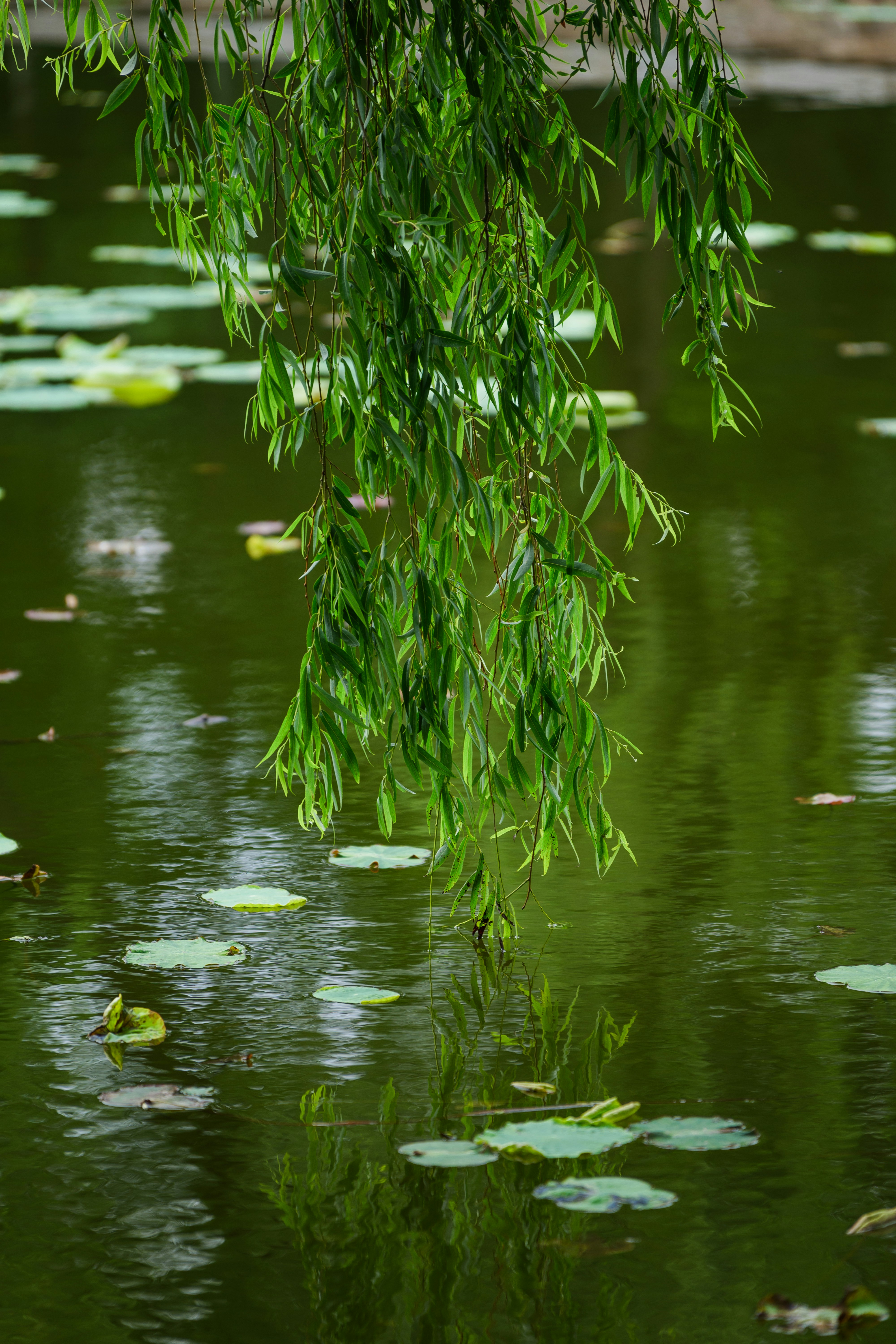 Photo by summerobelisk