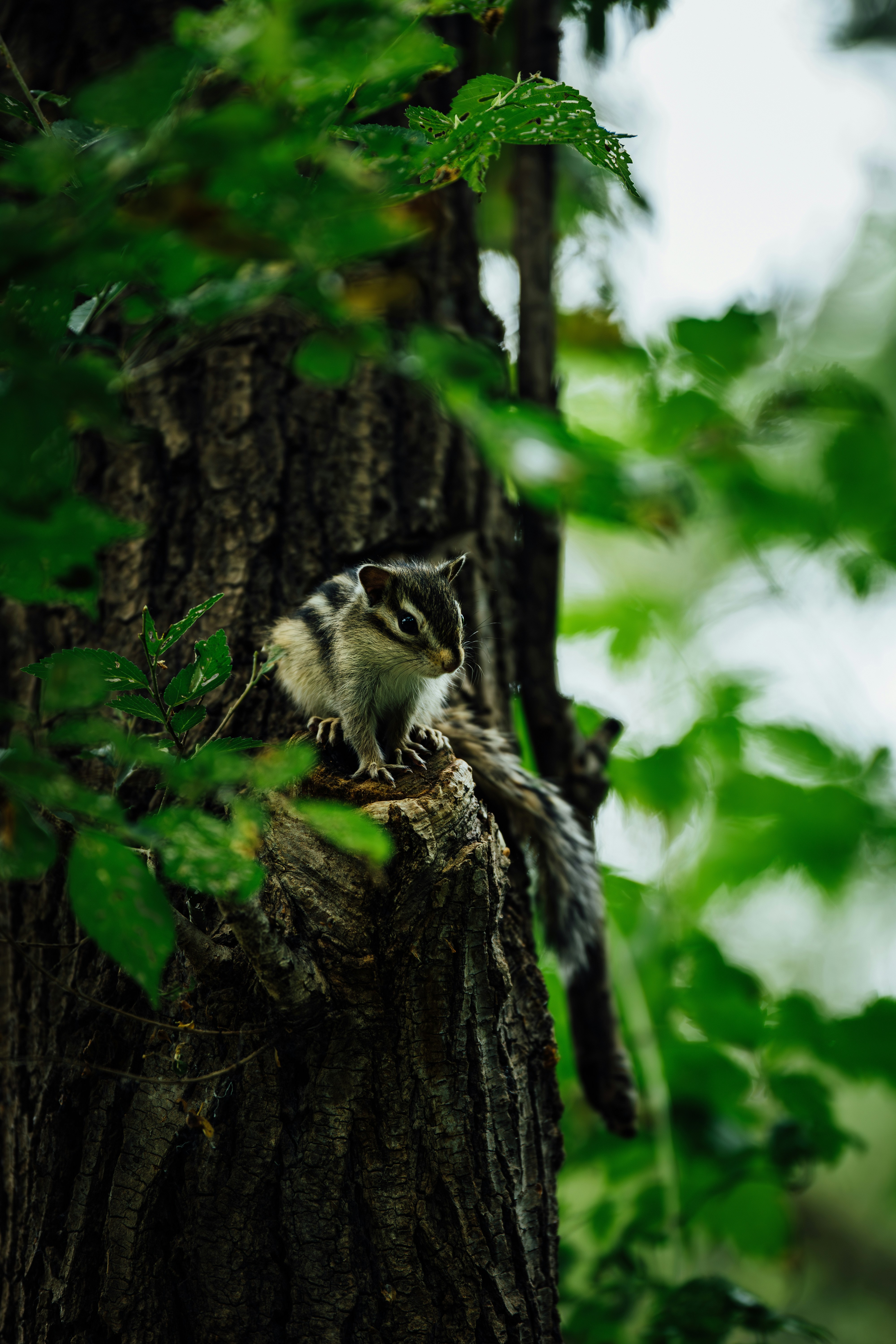 Photo by summerobelisk