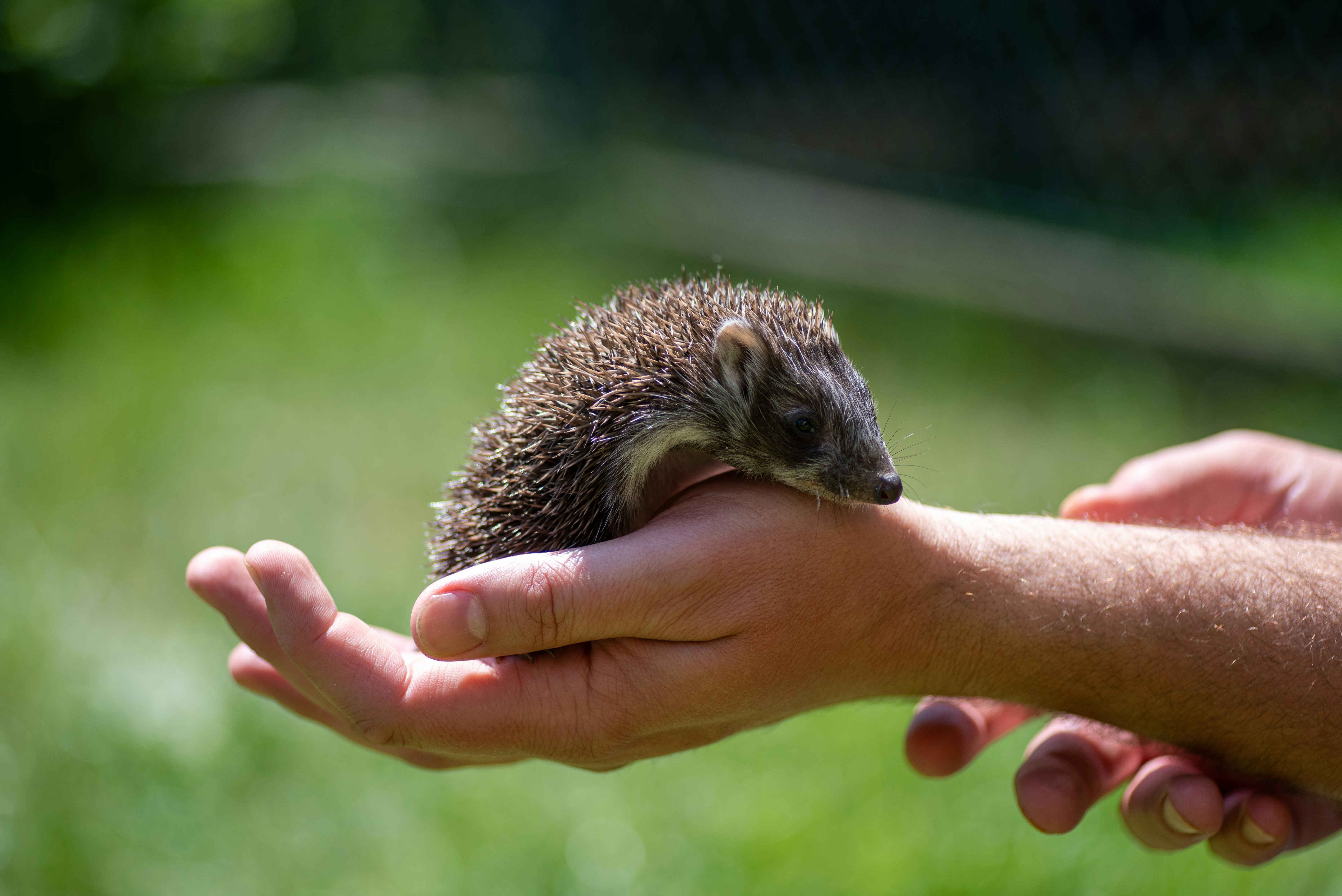 Veterinarian performing health exam on hedgehog with possible hedgehog skin mites