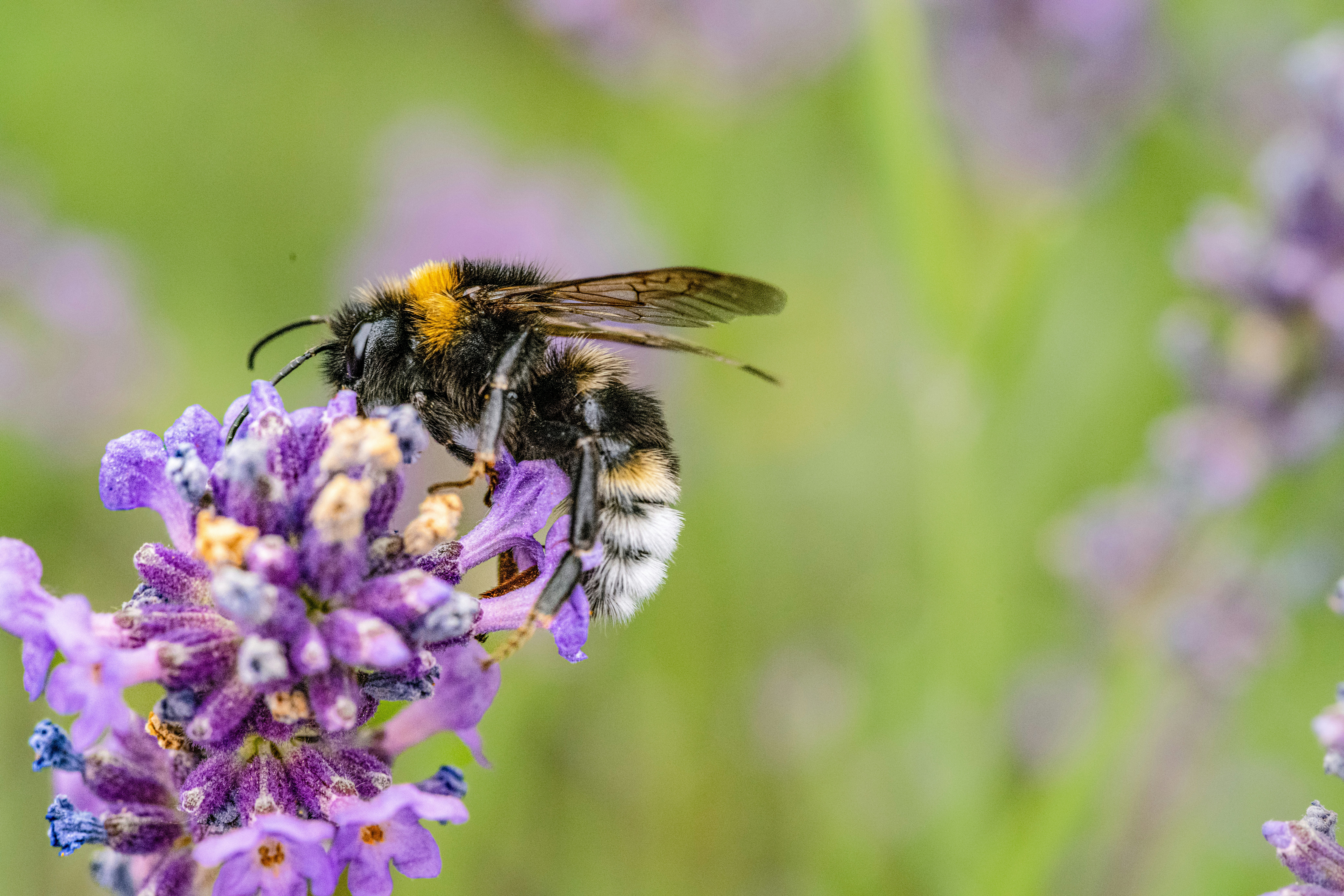 Photo by siegfriedpoepperl