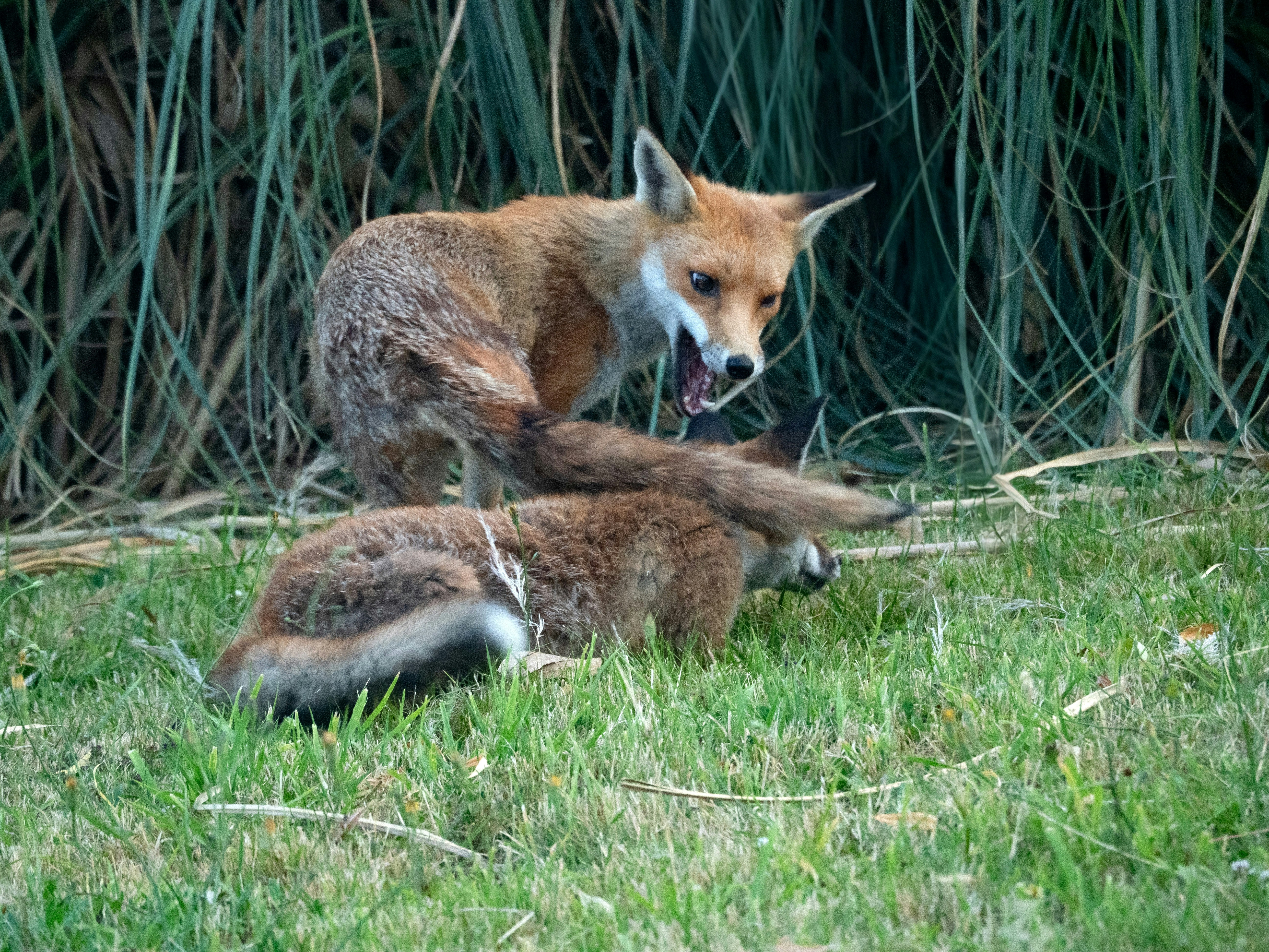 Photo by brett_jordan