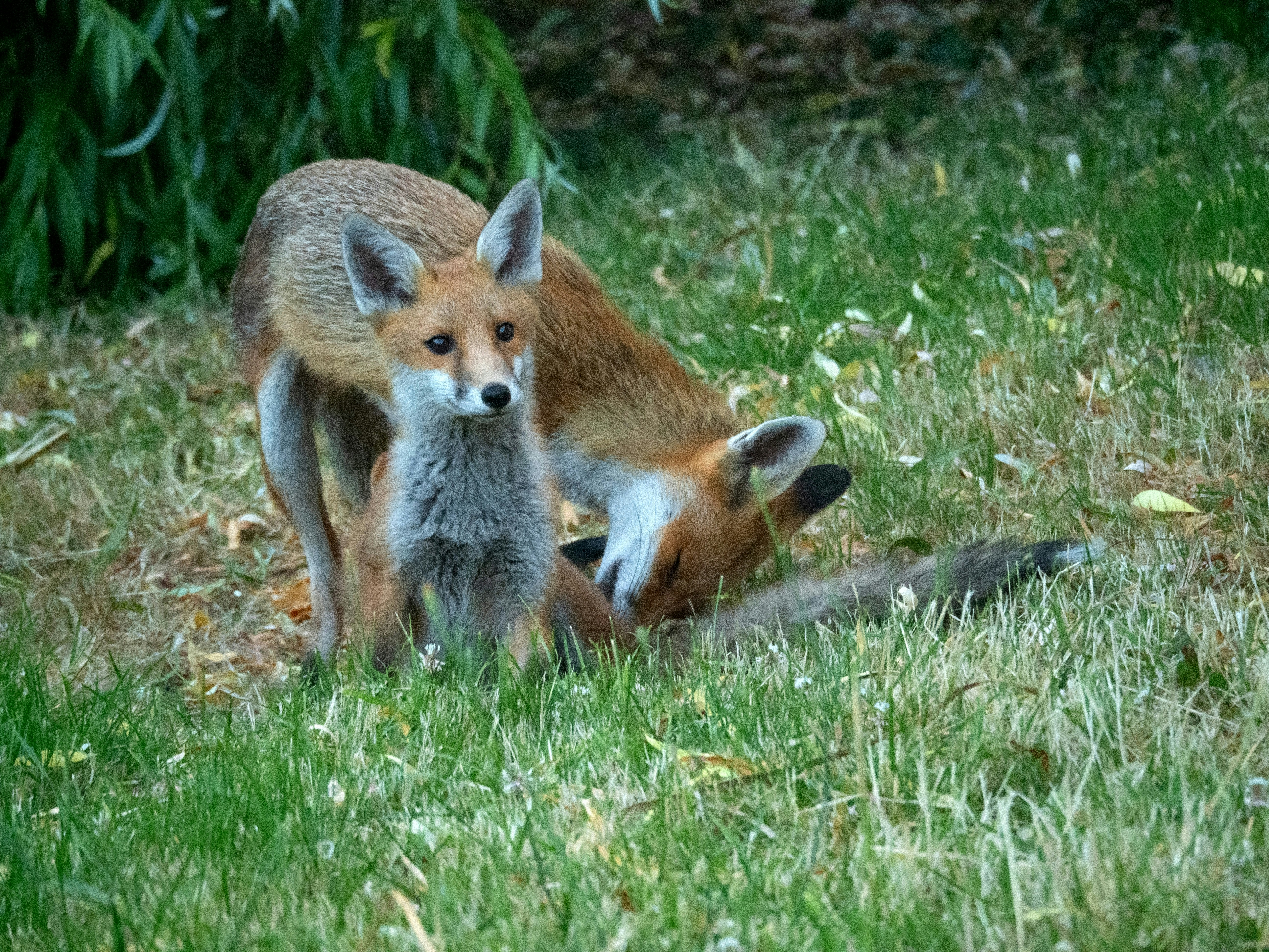 Photo by brett_jordan