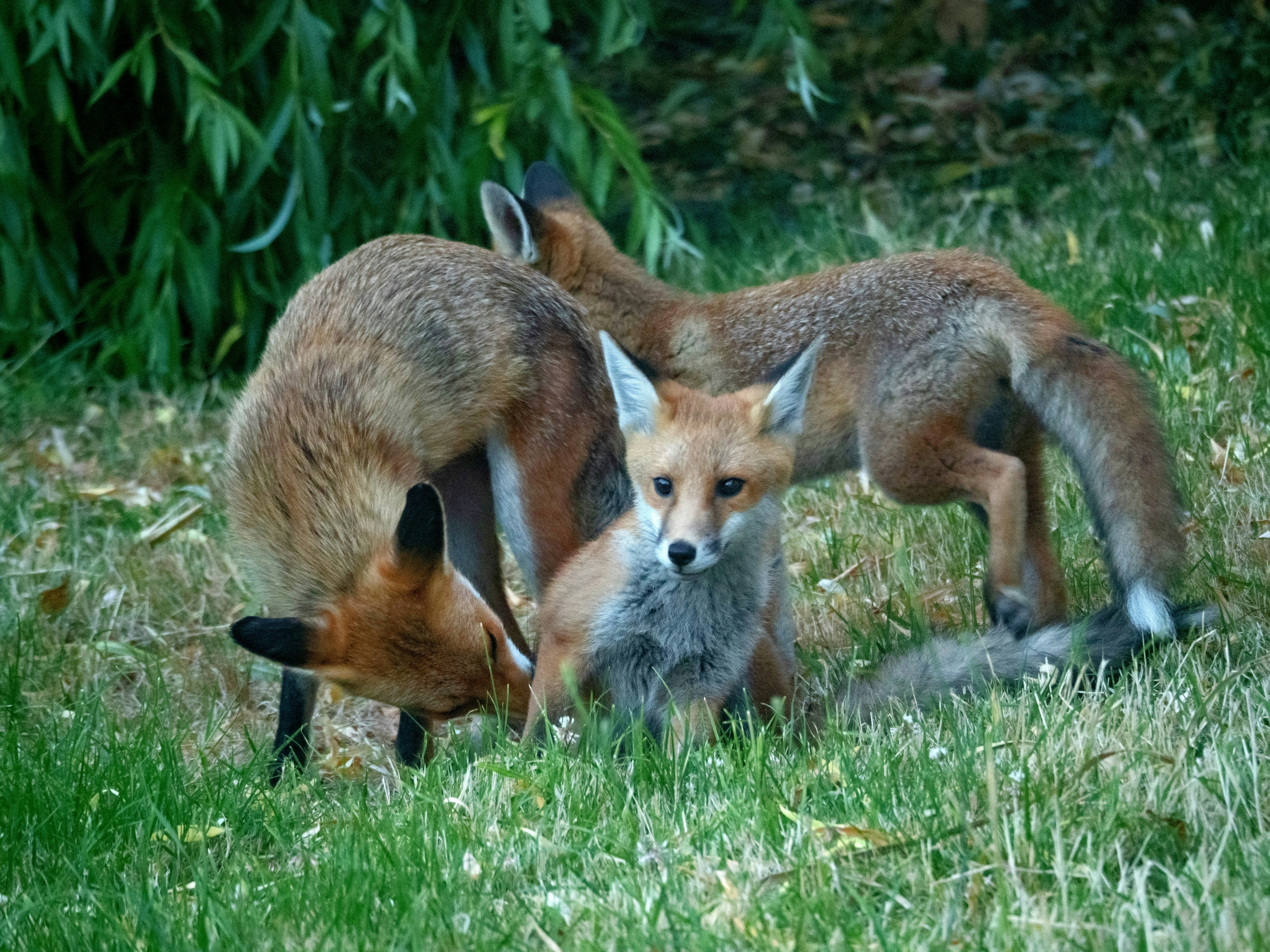 Photo by brett_jordan