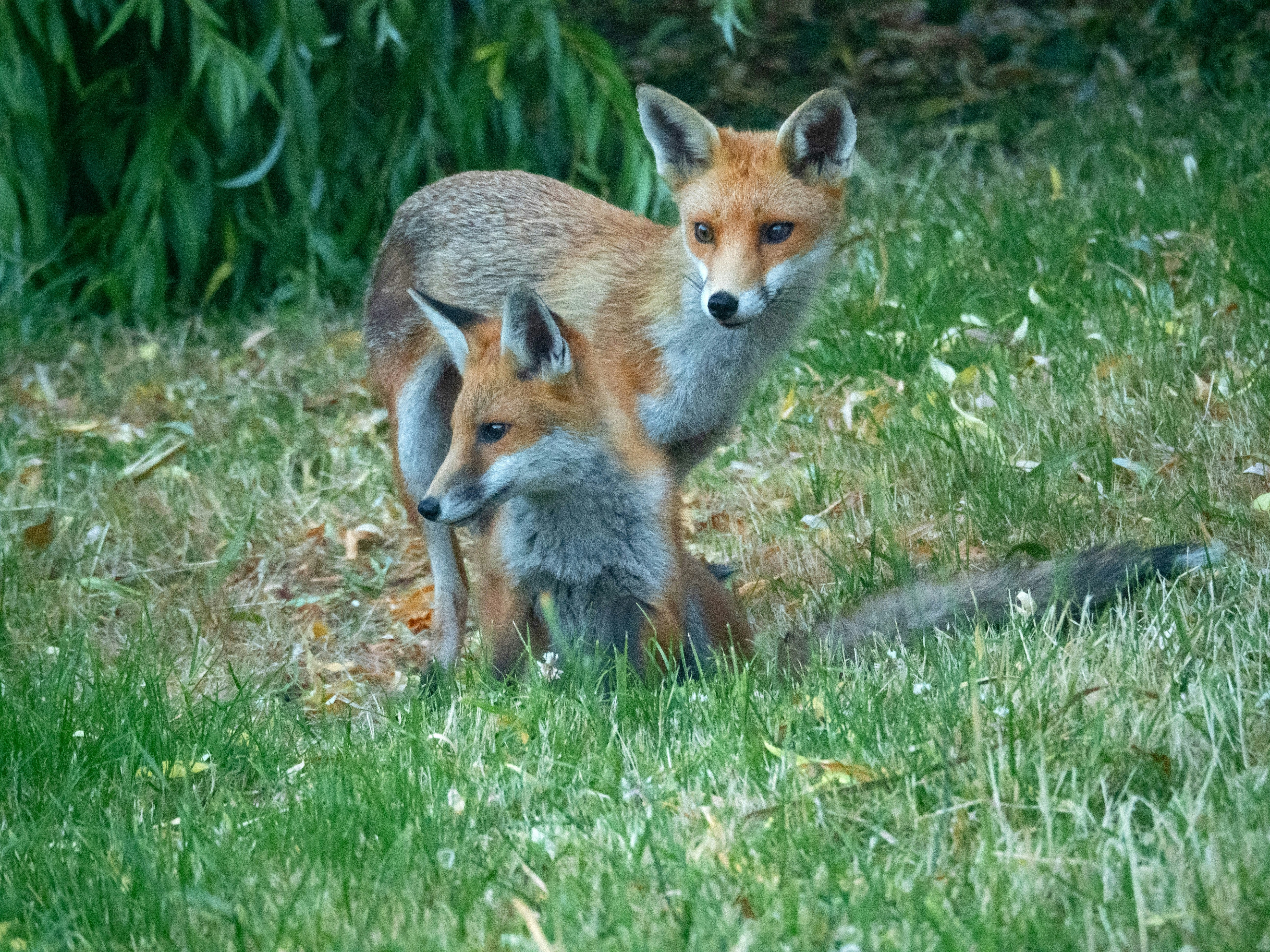 Photo by brett_jordan